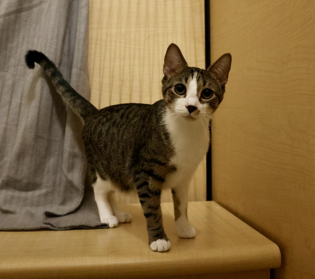 Enlarge Nolan, a Adoptable mixed breed in Waxhaw, NC image 3/6