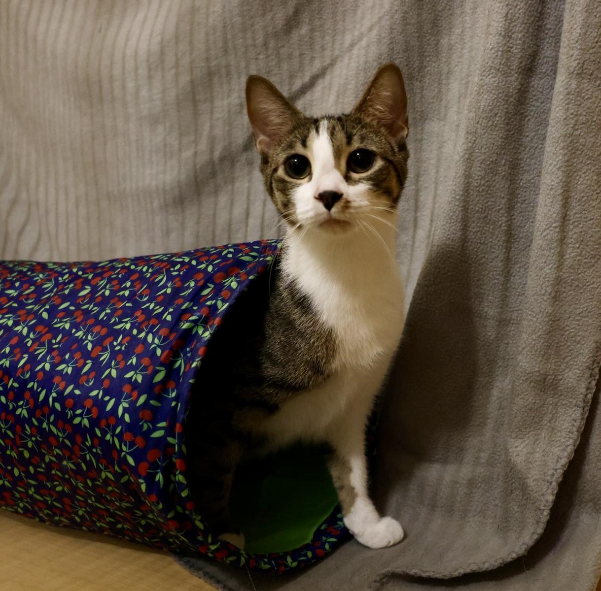 Enlarge Nolan, a Adoptable mixed breed in Waxhaw, NC image 4/6