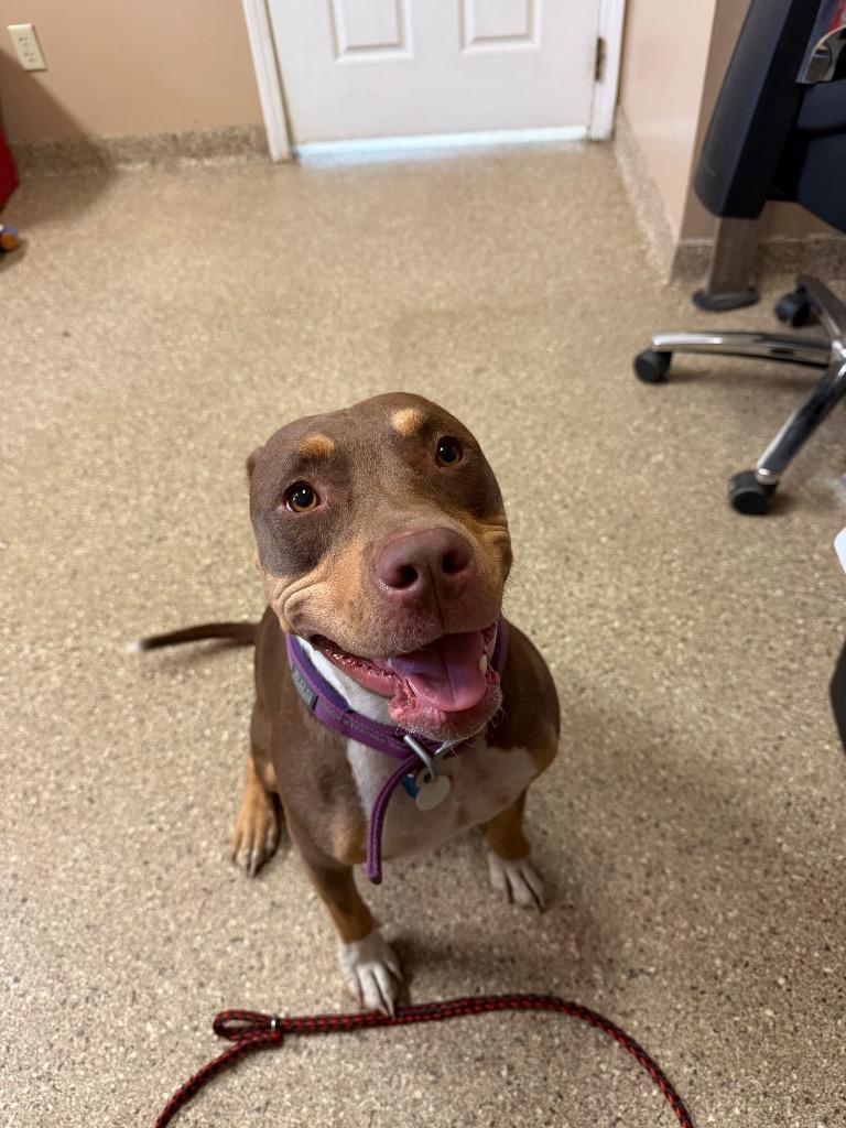 Bleu/ Shuga, Adoptable, Young Female Pit Bull Terrier.