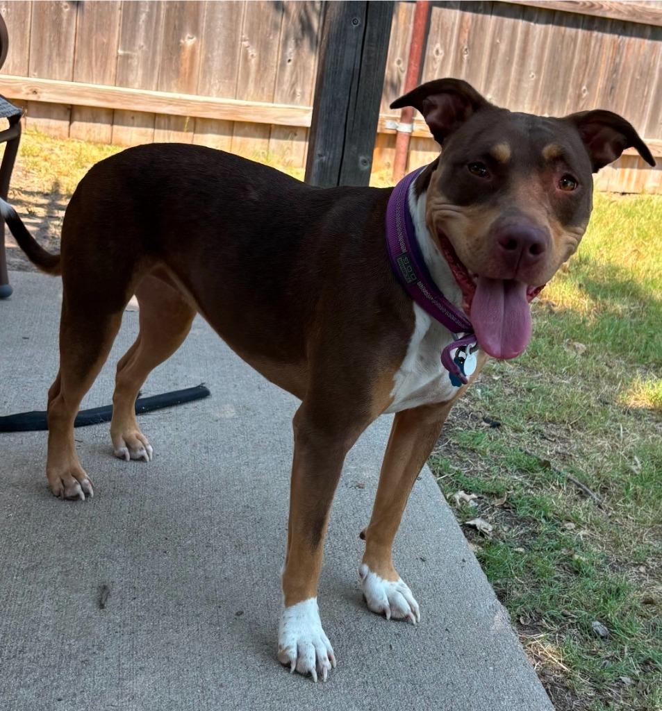Enlarge Bleu/ Shuga, a Adoptable Pit Bull Terrier in Great Bend, KS image 3/3