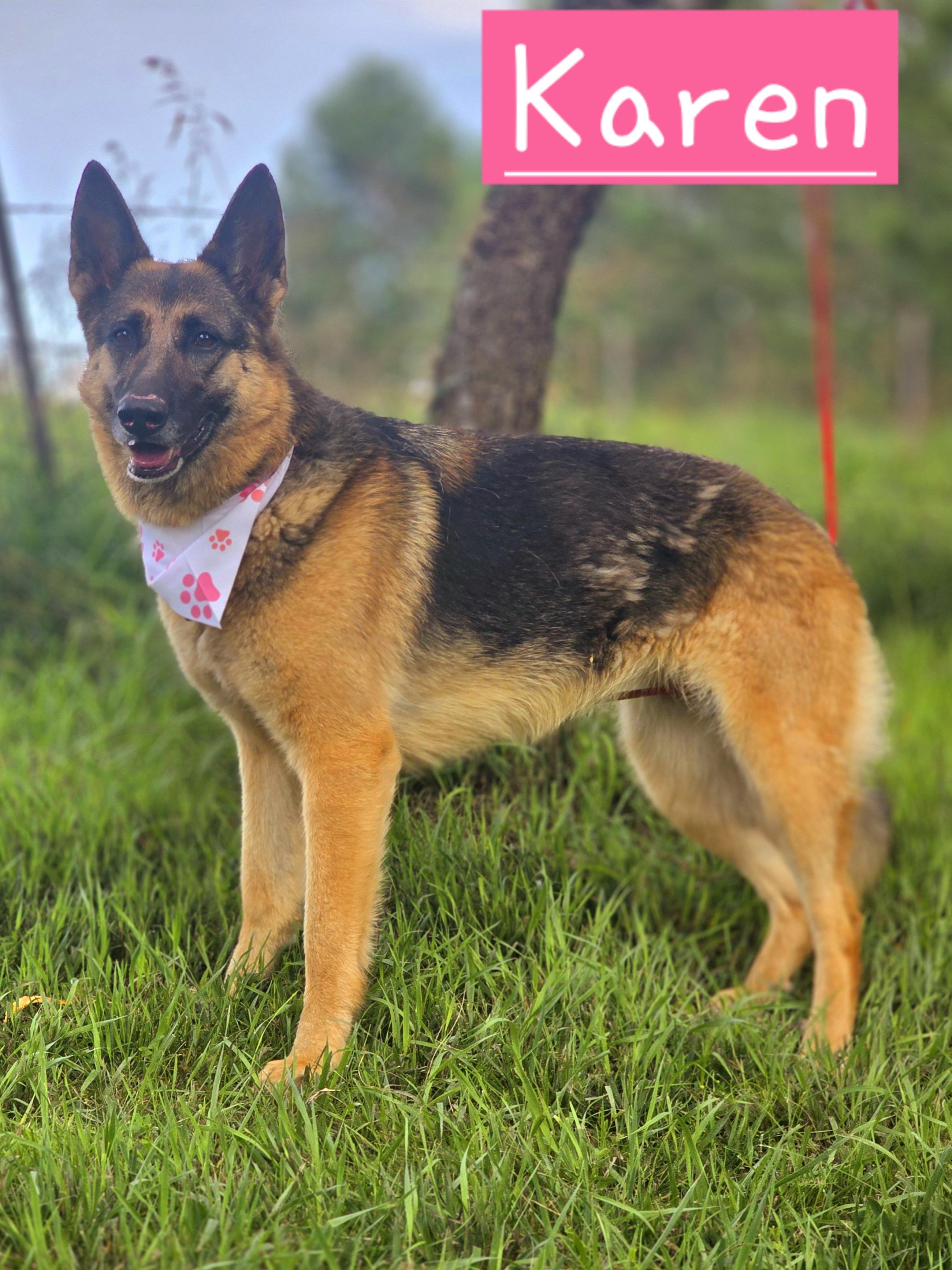 Karen, ADOPTABLE, Young Female German Shepherd Dog.