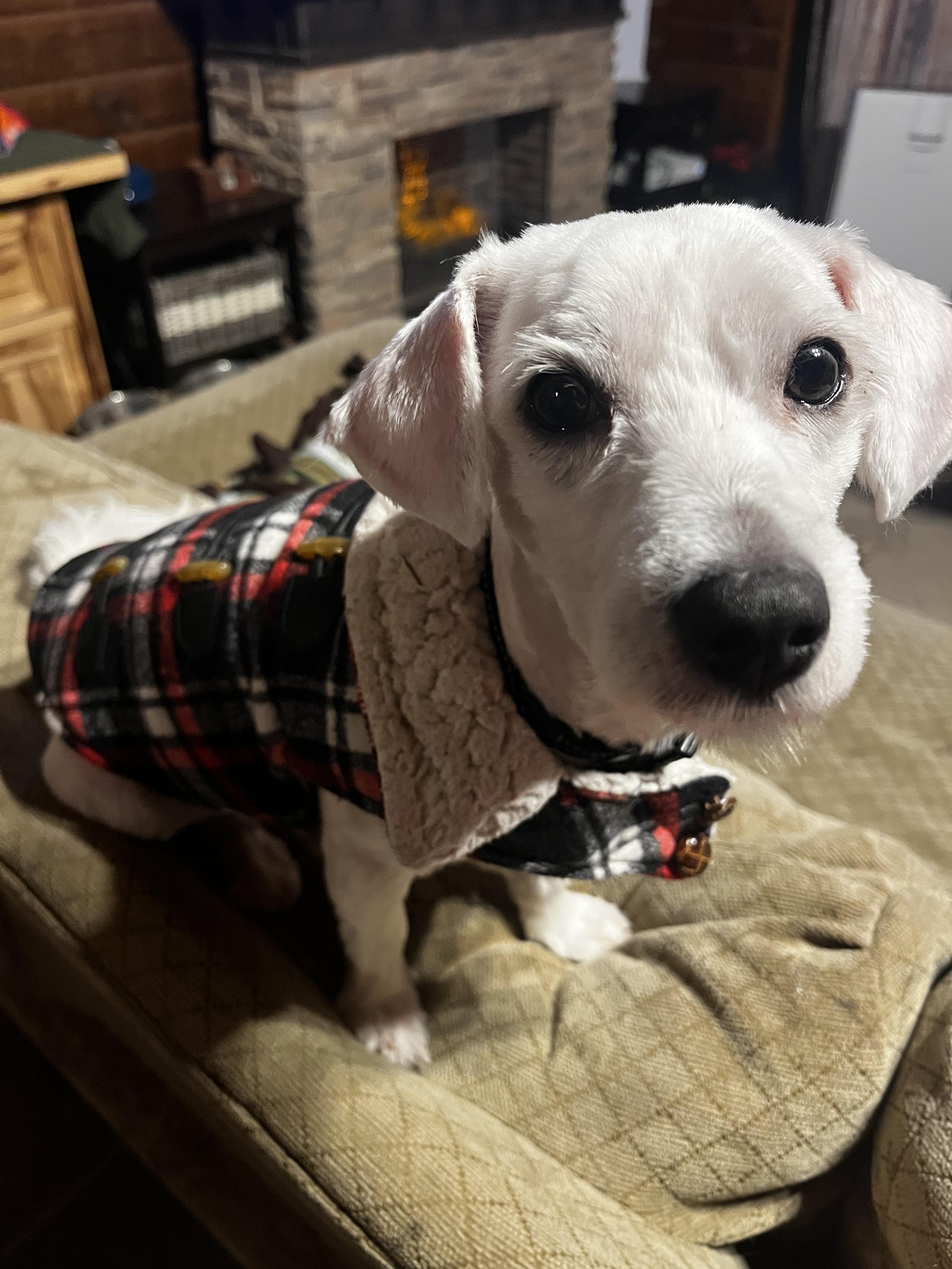 Snickers thumbnail 2