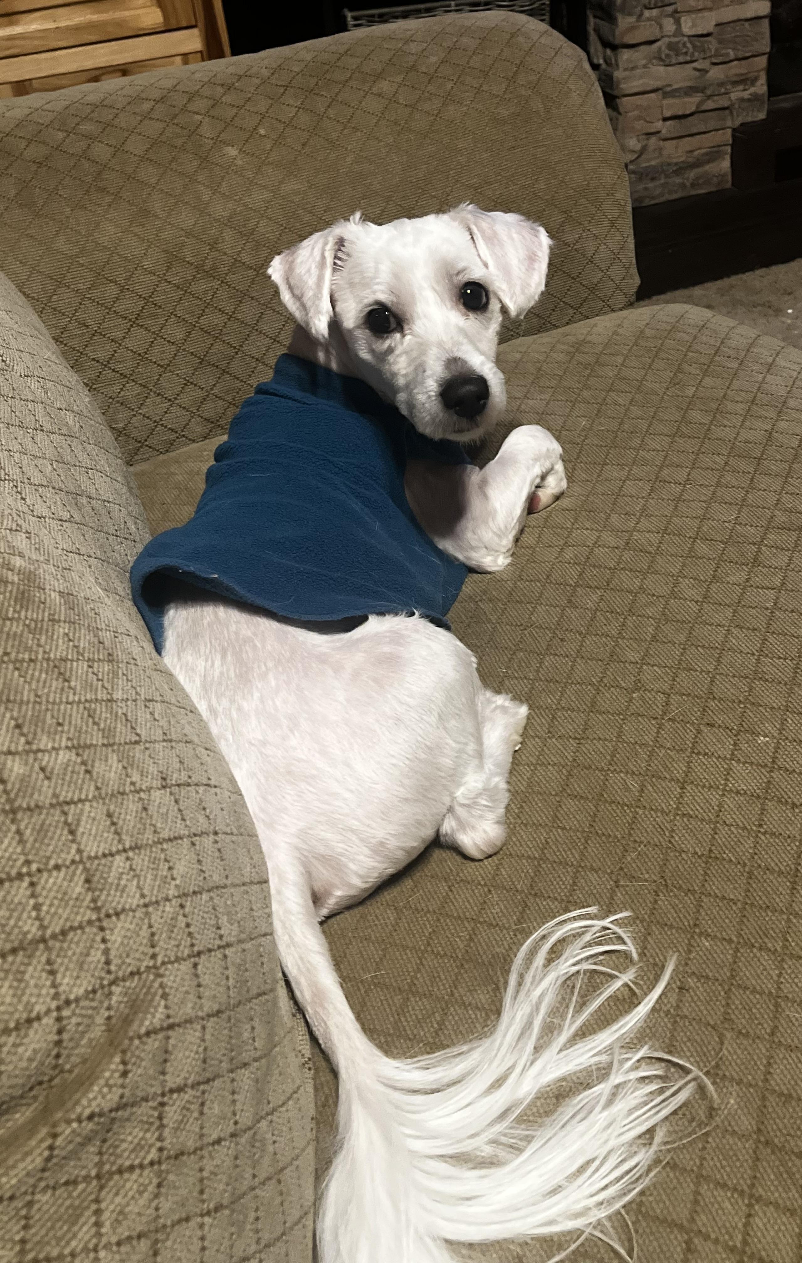 Snickers thumbnail 3