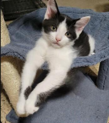 Chunky Monkey CM, Adoptable, Kitten Male Domestic Short Hair.
