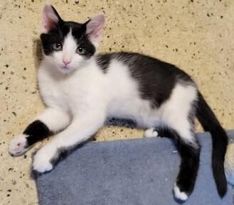 Enlarge Chunky Monkey CM, a Adoptable Domestic Short Hair in Greenville, SC image 2/3