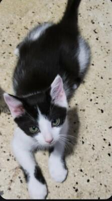 Enlarge Chunky Monkey CM, a Adoptable Domestic Short Hair in Greenville, SC image 3/3