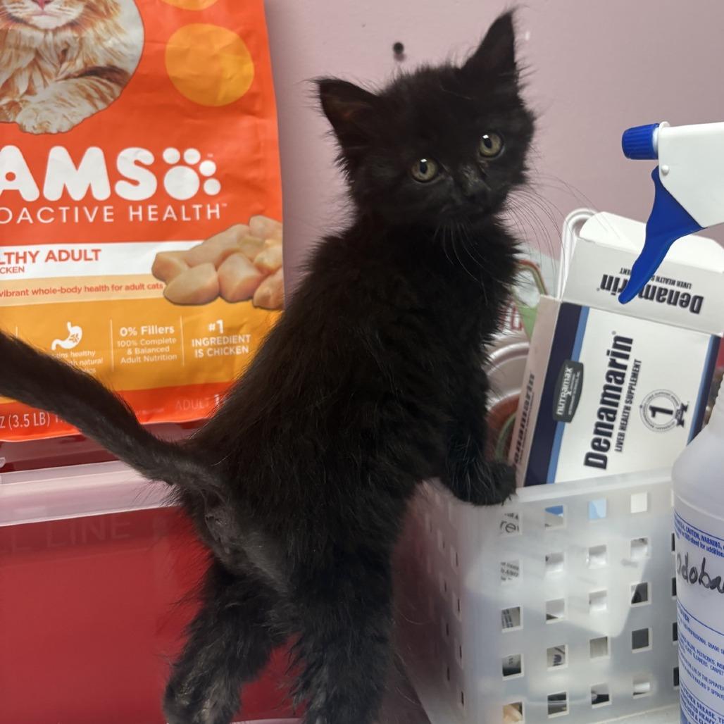 Pinch, Adoptable, Kitten Female Domestic Long Hair.