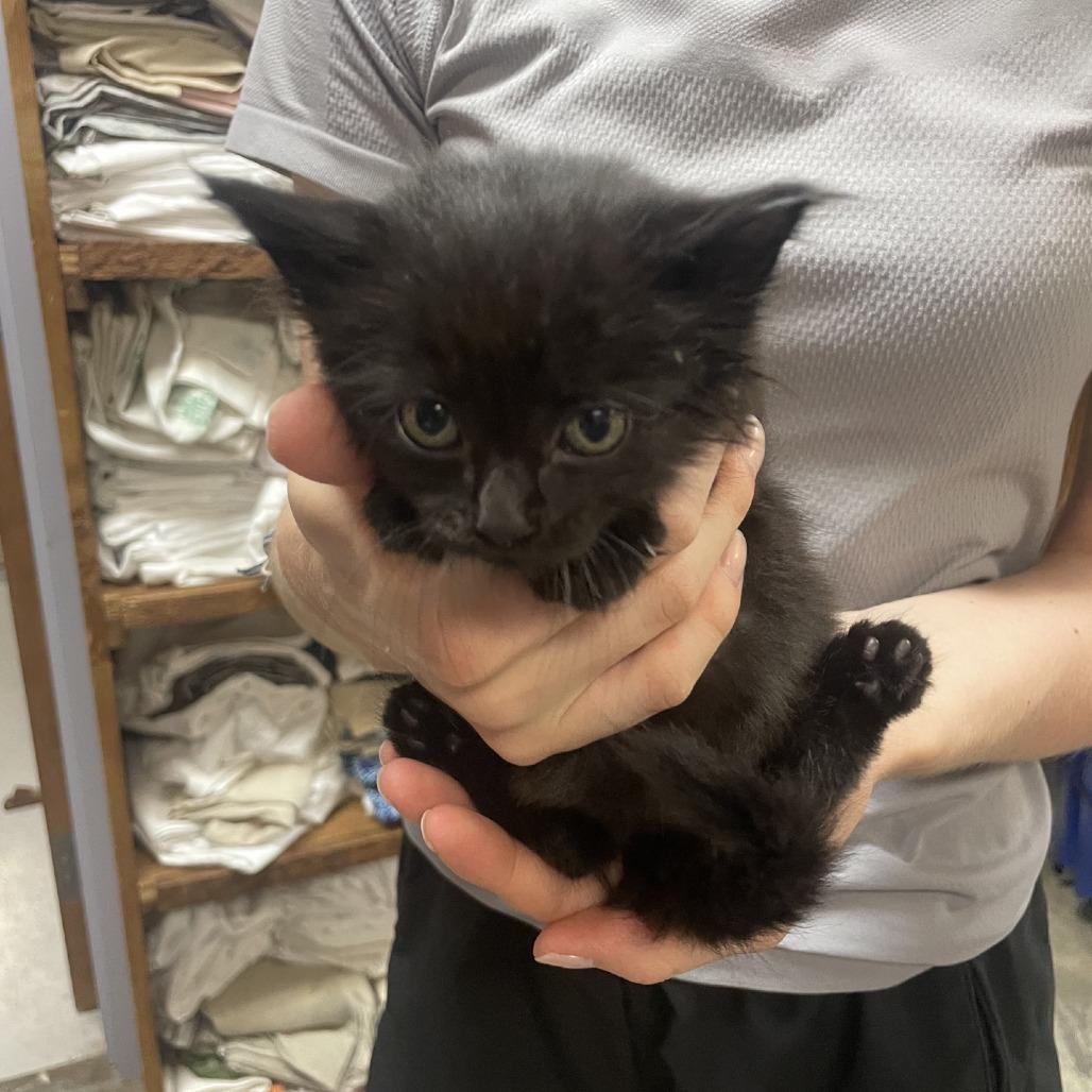 Pinch, a Adoptable Domestic Long Hair in Branson, MO image 2/5