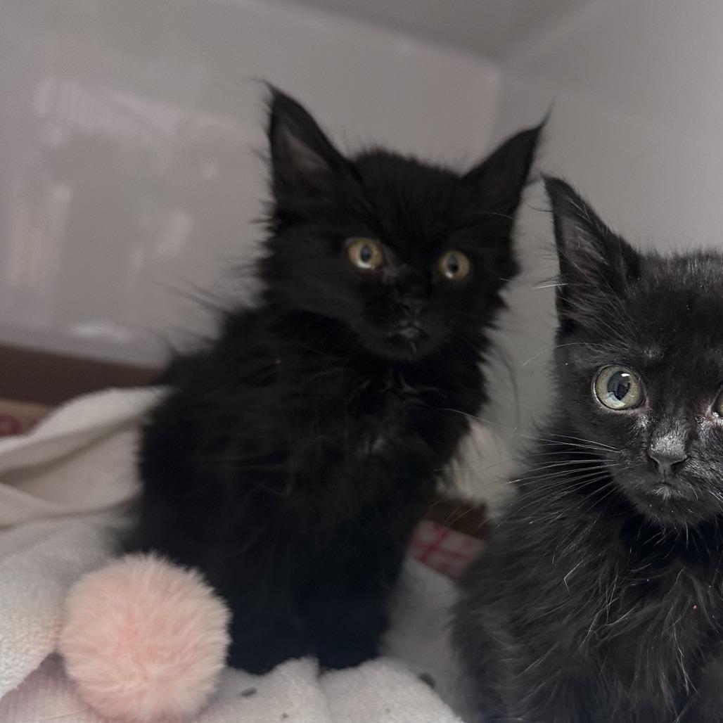 Pinch, a Adoptable Domestic Long Hair in Branson, MO image 3/5