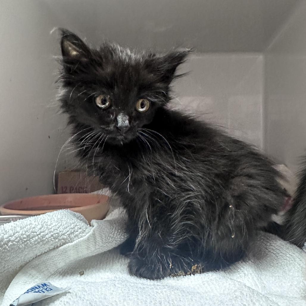 Pinch, a Adoptable Domestic Long Hair in Branson, MO image 4/5