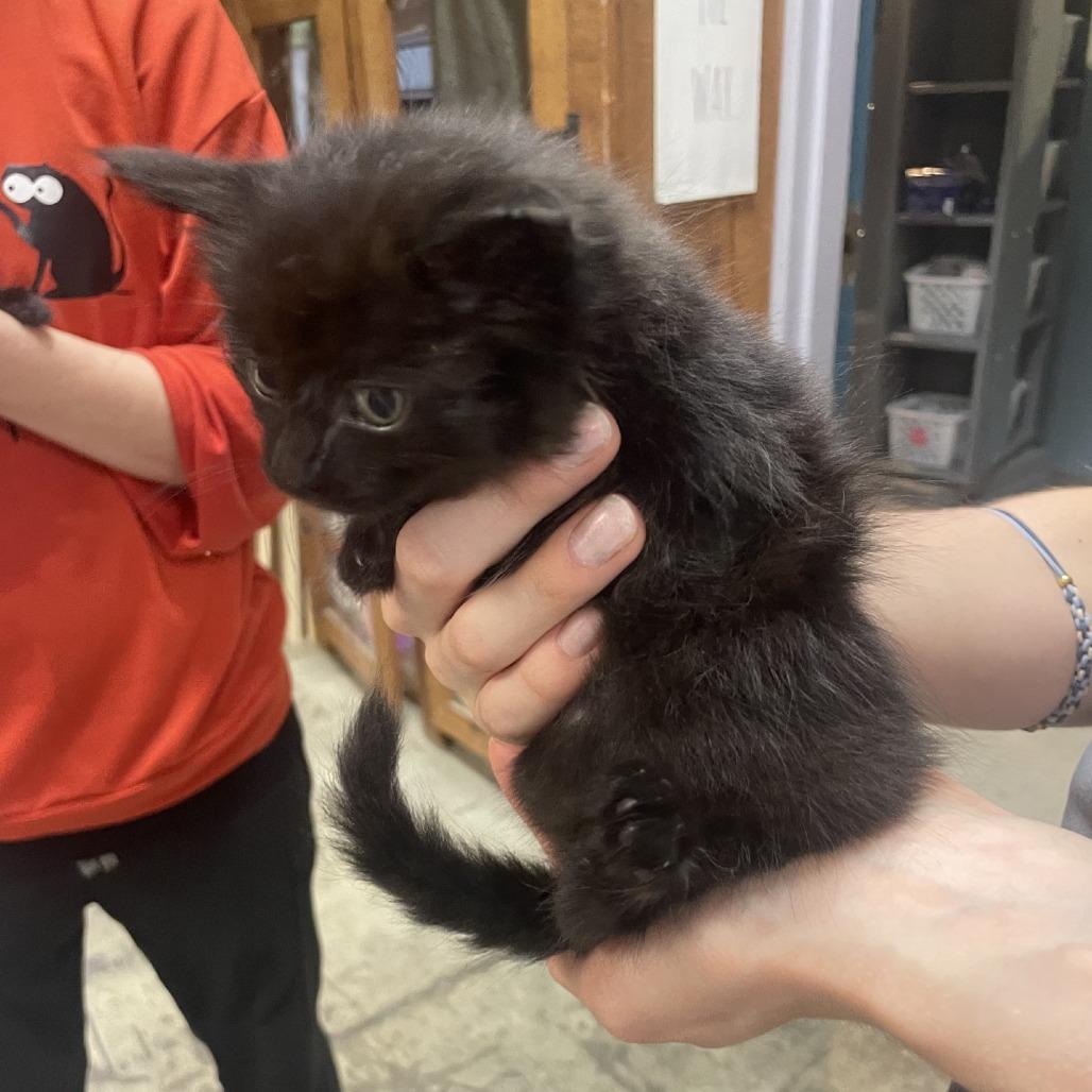 Pinch, a Adoptable Domestic Long Hair in Branson, MO image 5/5