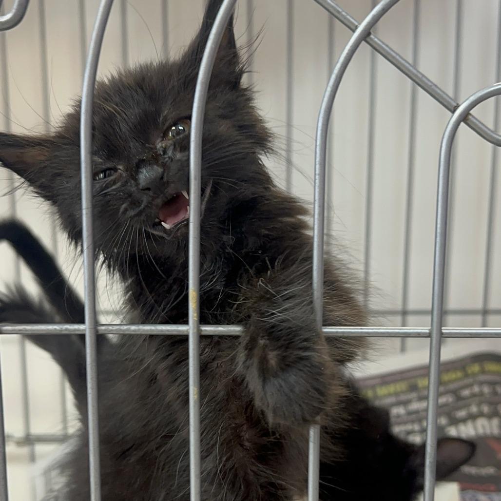 Pinch, a Adoptable Domestic Long Hair in Branson, MO image 6/6