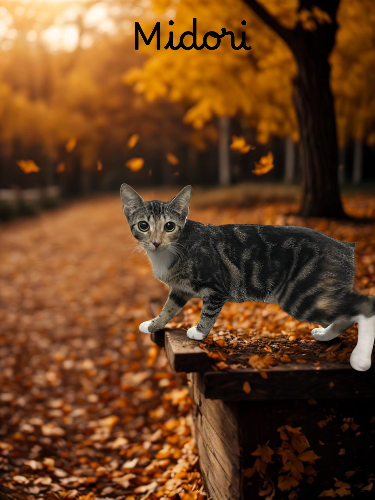 Enlarge Midori, a Adopted Domestic Short Hair in Orleans, VT image 2/2