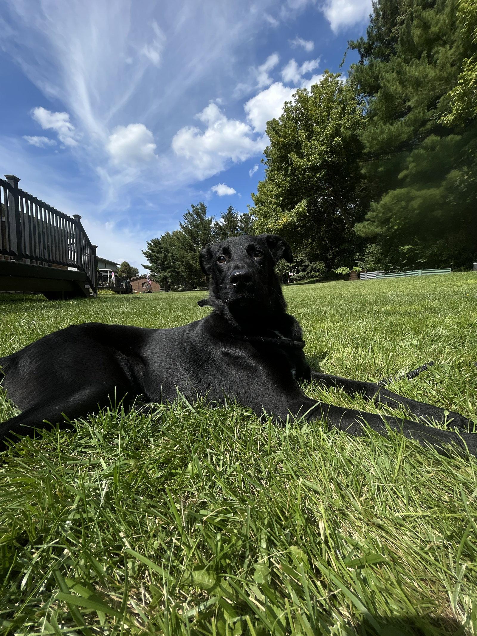 Padfoot, Adoptable, Young Male Labrador Retriever.