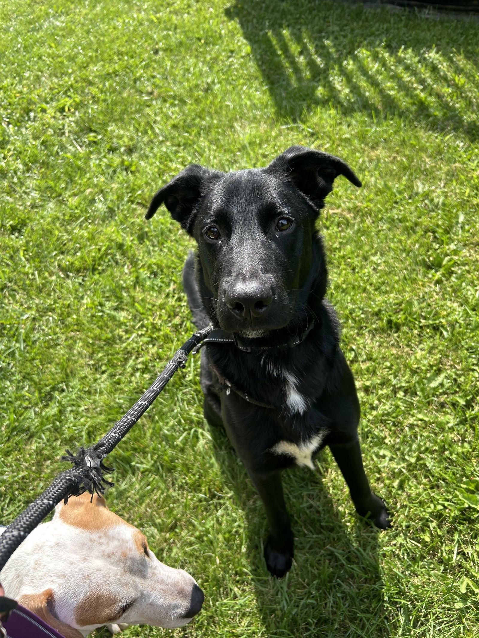 Enlarge Padfoot, a Adoptable Labrador Retriever in Powell, OH image 2/3