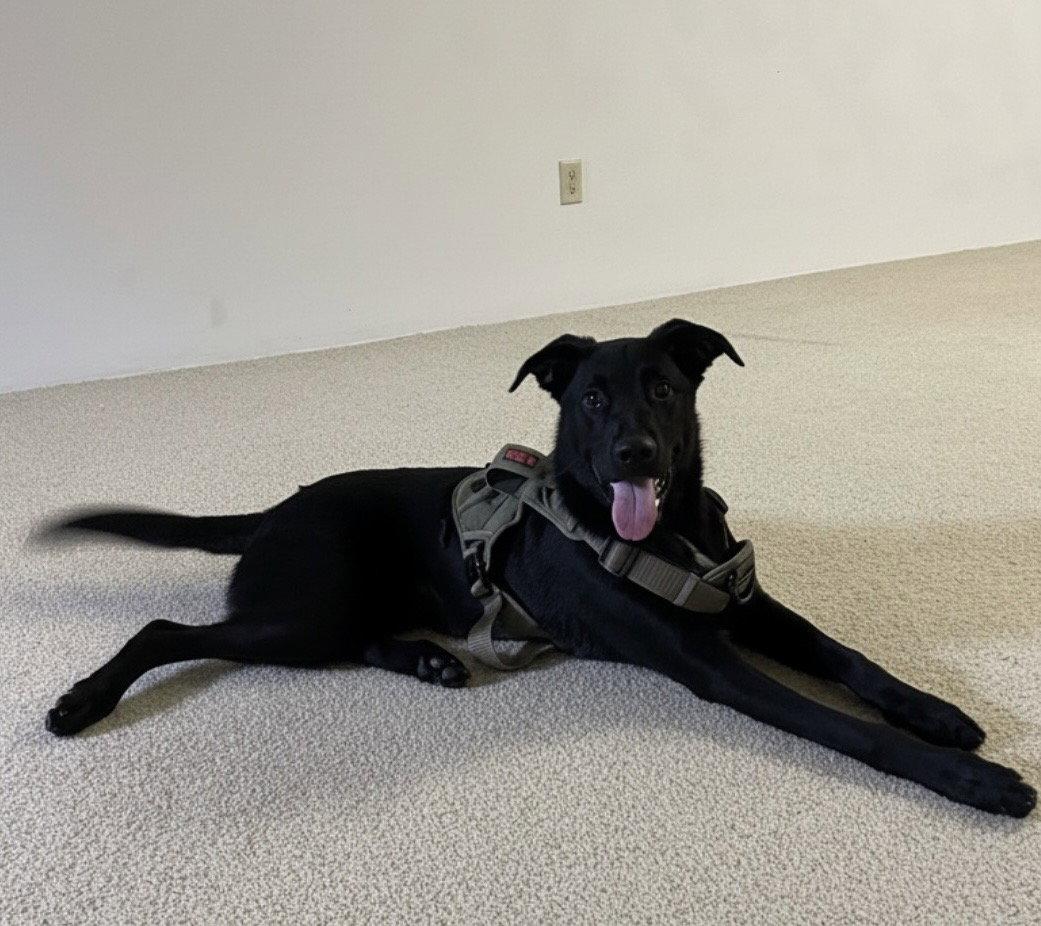 Enlarge Padfoot, a Adoptable Labrador Retriever in Powell, OH image 3/3