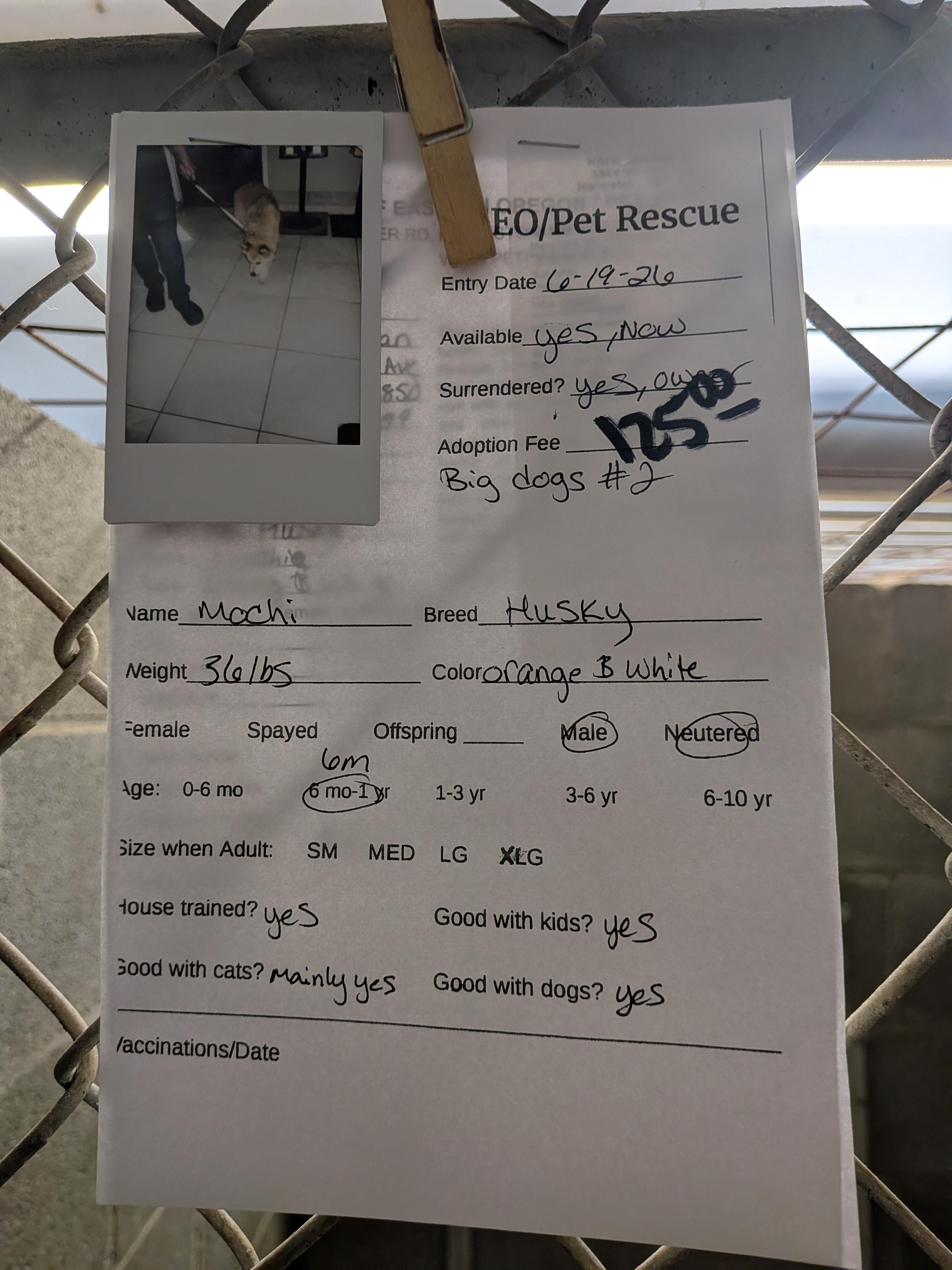 Mochi, a ADOPTABLE mixed breed in Hermiston, OR image 2/4