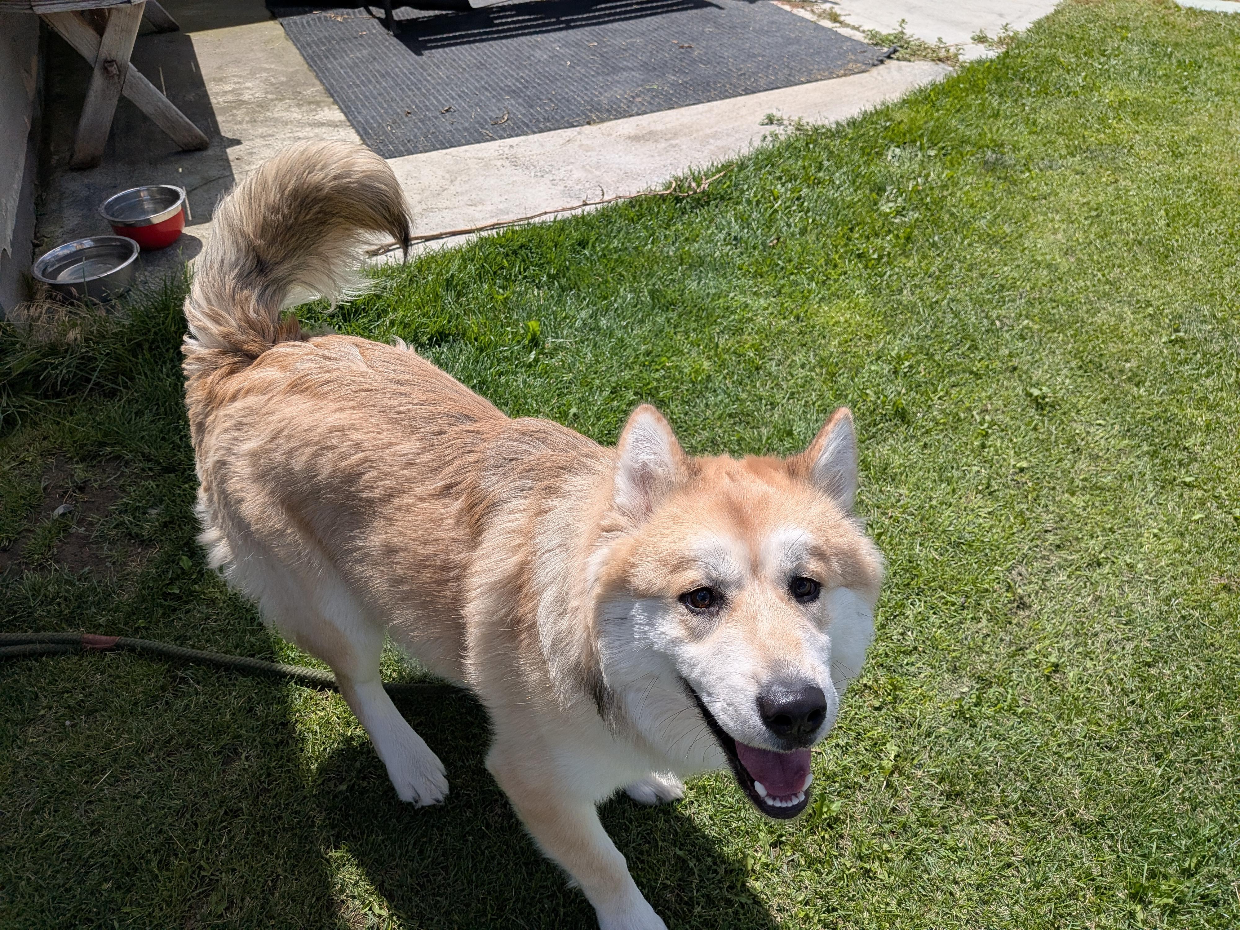 Enlarge Mochi, an adopted mixed breed in Hermiston, OR image 5/5