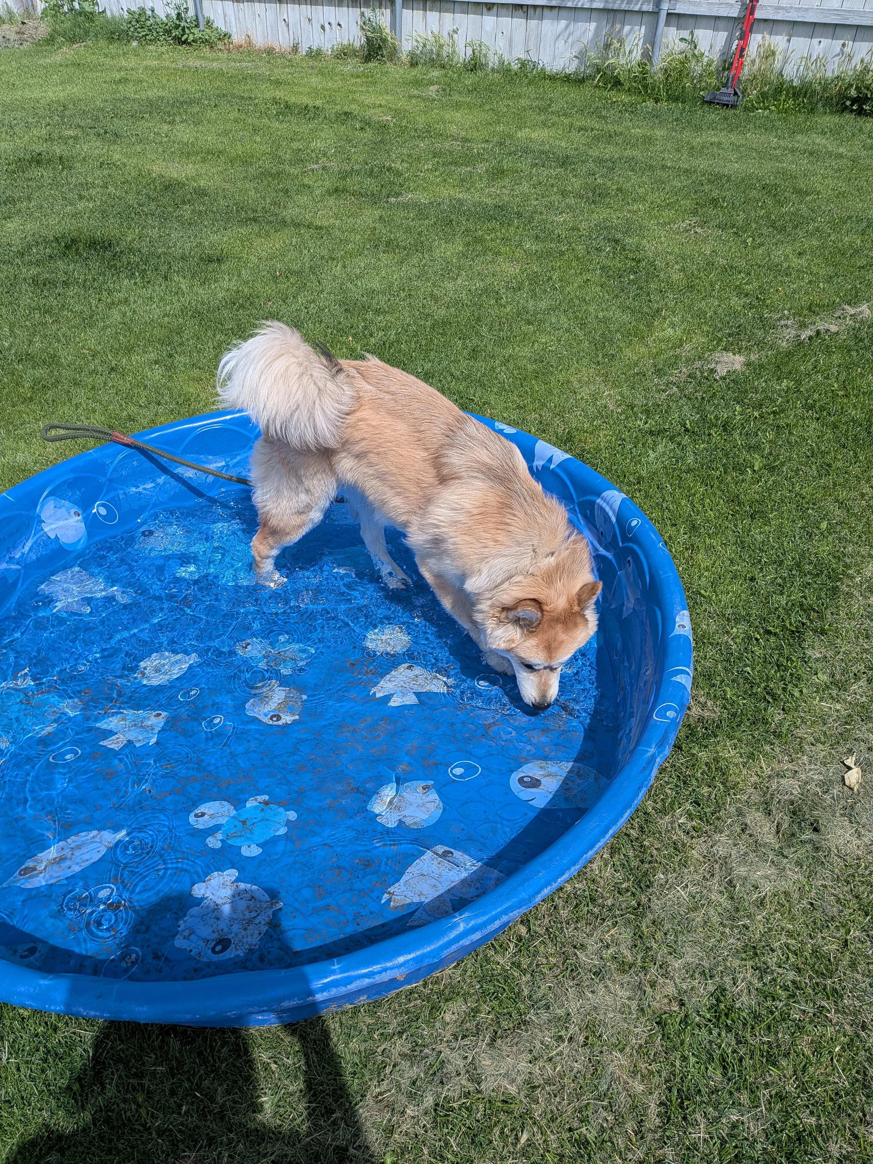 Enlarge Mochi, an adopted mixed breed in Hermiston, OR image 2/5