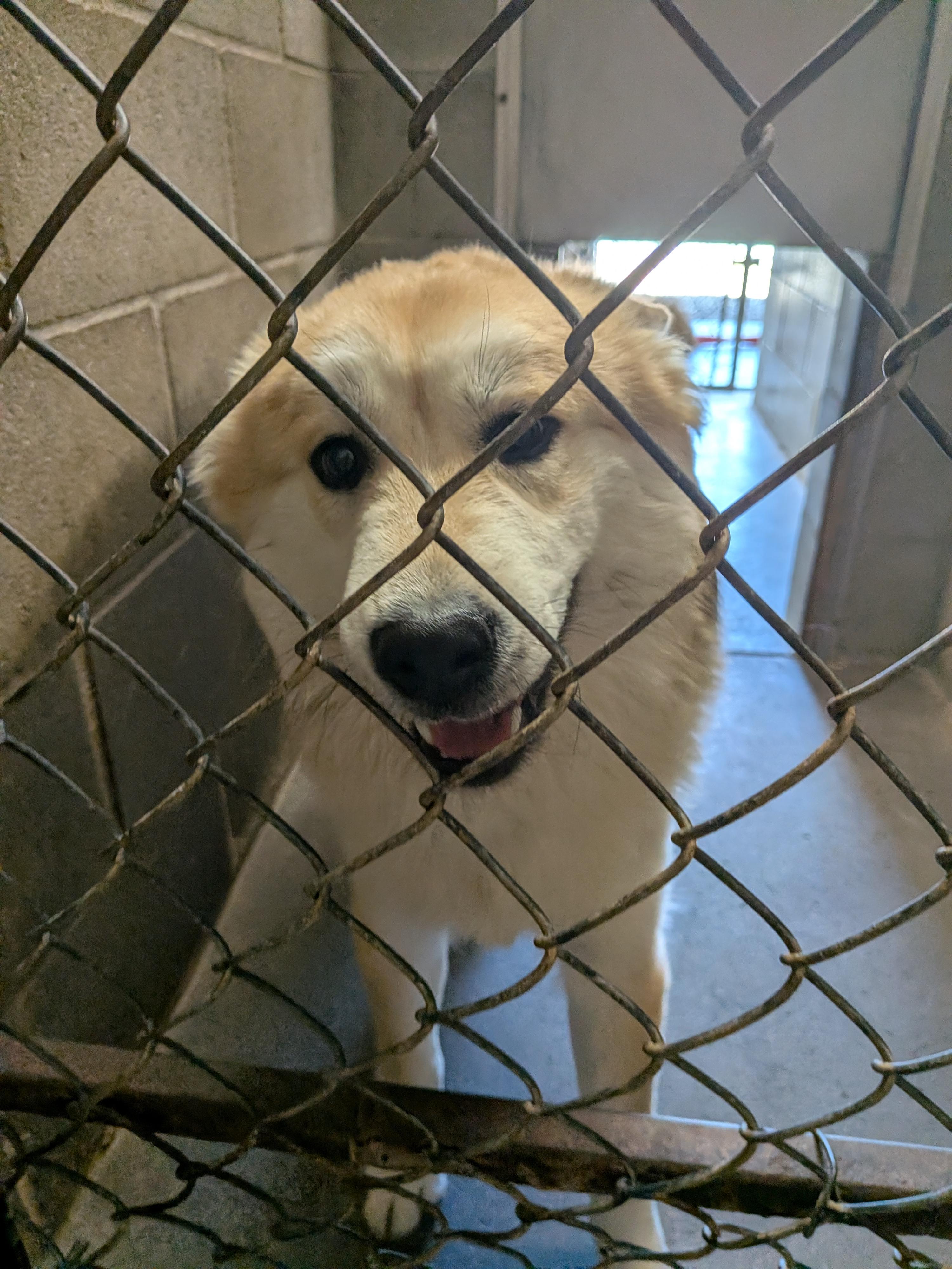 Mochi, a ADOPTABLE mixed breed in Hermiston, OR image 4/4