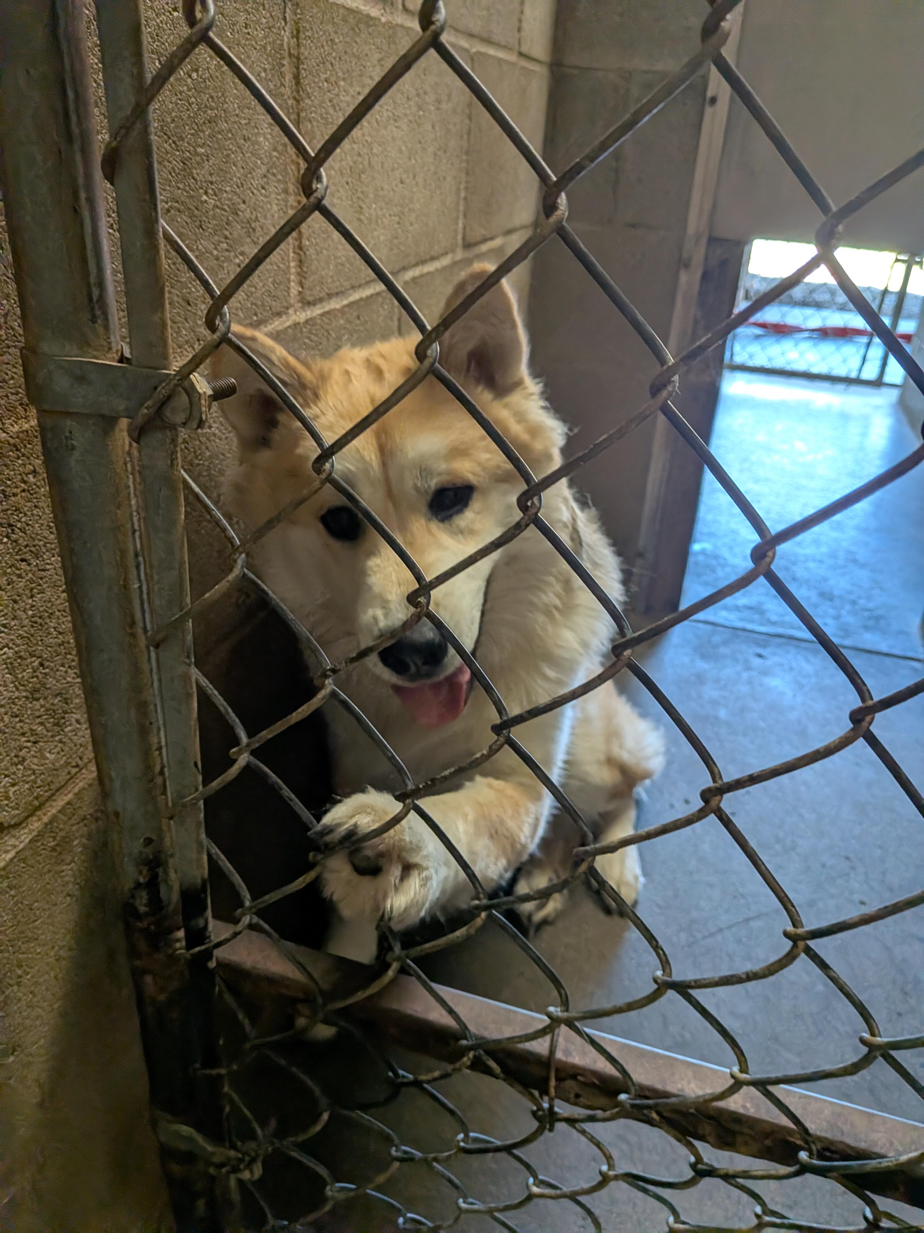 Mochi, a ADOPTABLE mixed breed in Hermiston, OR image 1/4