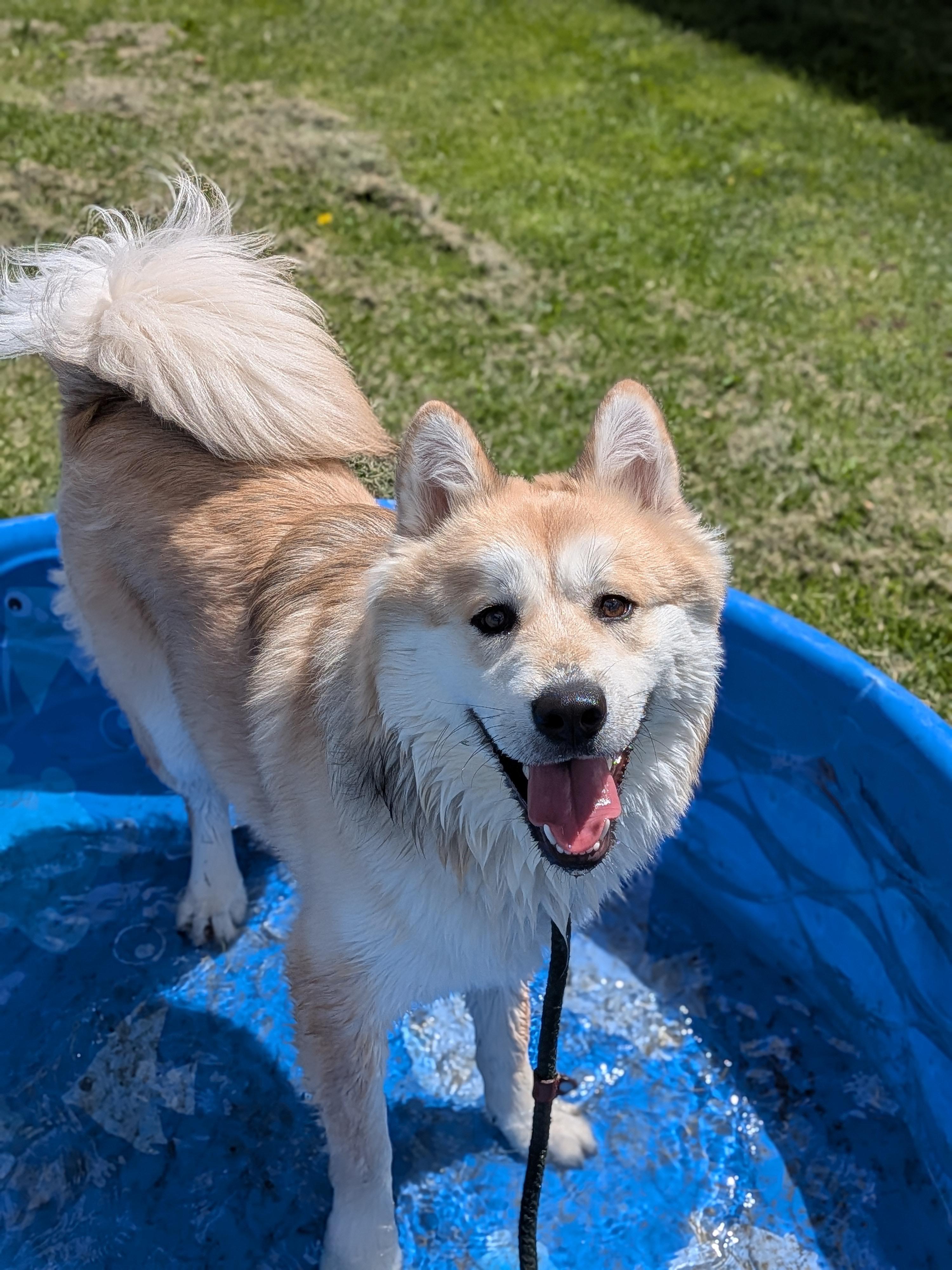 Enlarge Mochi, an adopted mixed breed in Hermiston, OR image 3/5