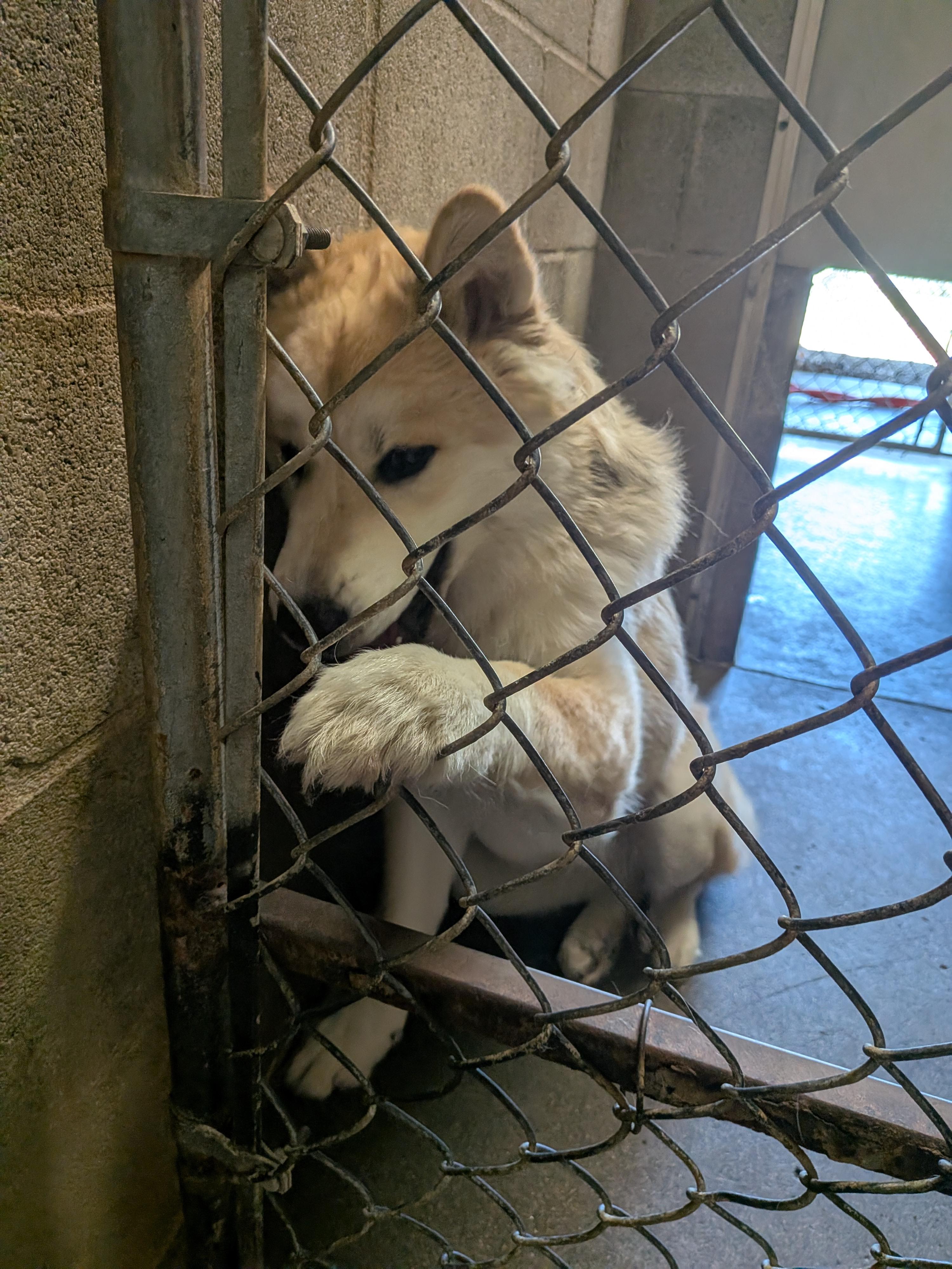 Mochi, a ADOPTABLE mixed breed in Hermiston, OR image 3/4