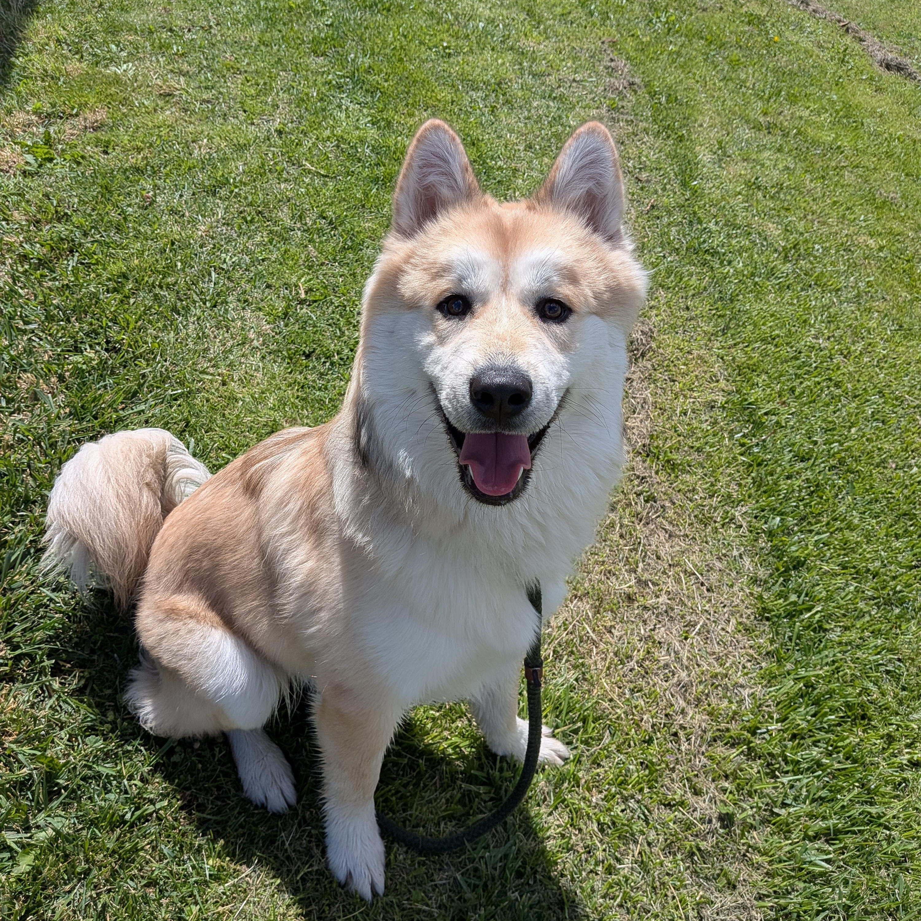Enlarge Mochi, an adopted mixed breed in Hermiston, OR image 1/5