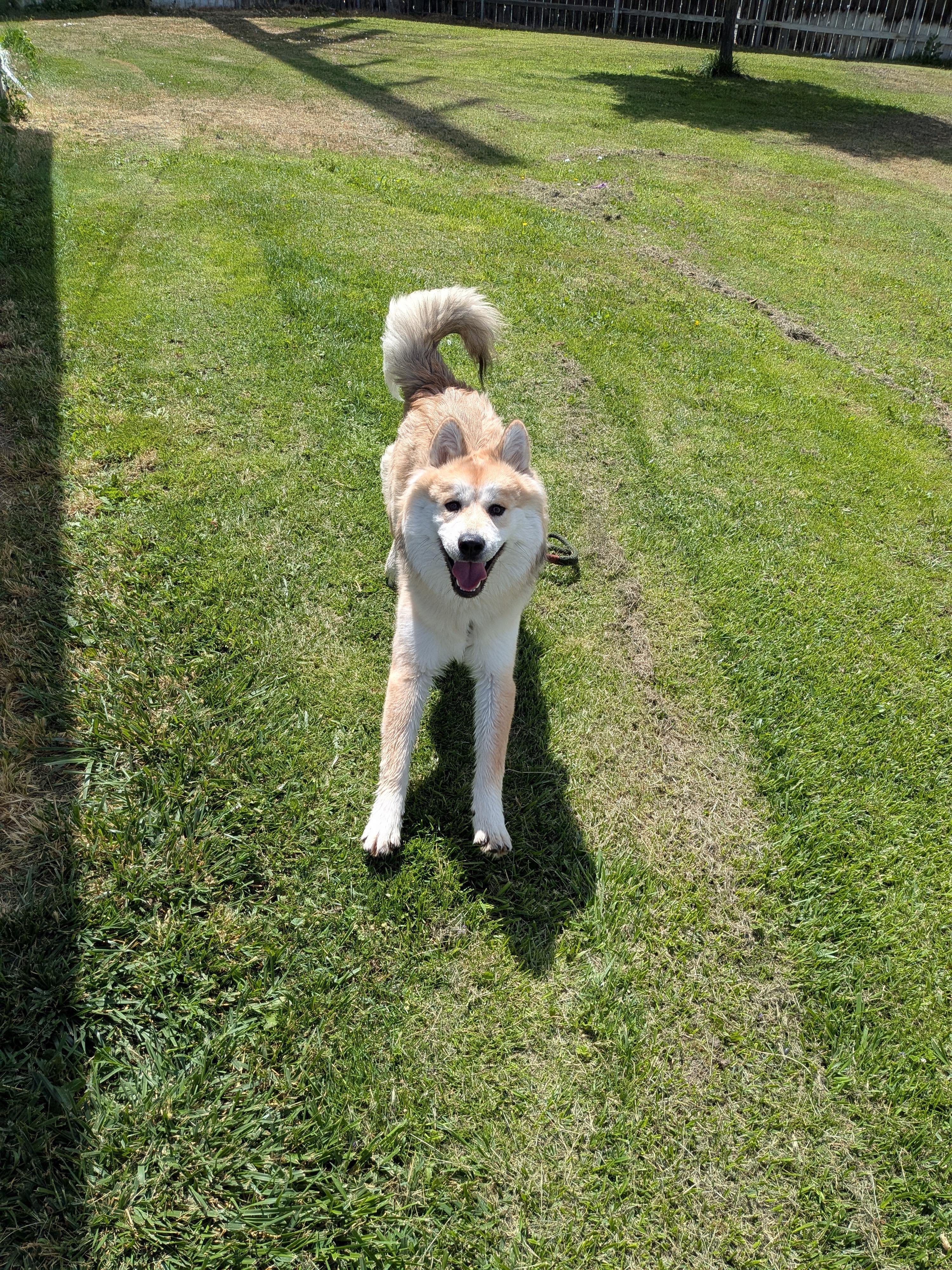 Enlarge Mochi, an adopted mixed breed in Hermiston, OR image 4/5