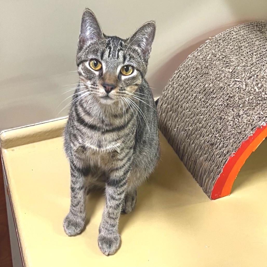 Beebe, Adoptable, Young Female Domestic Short Hair.