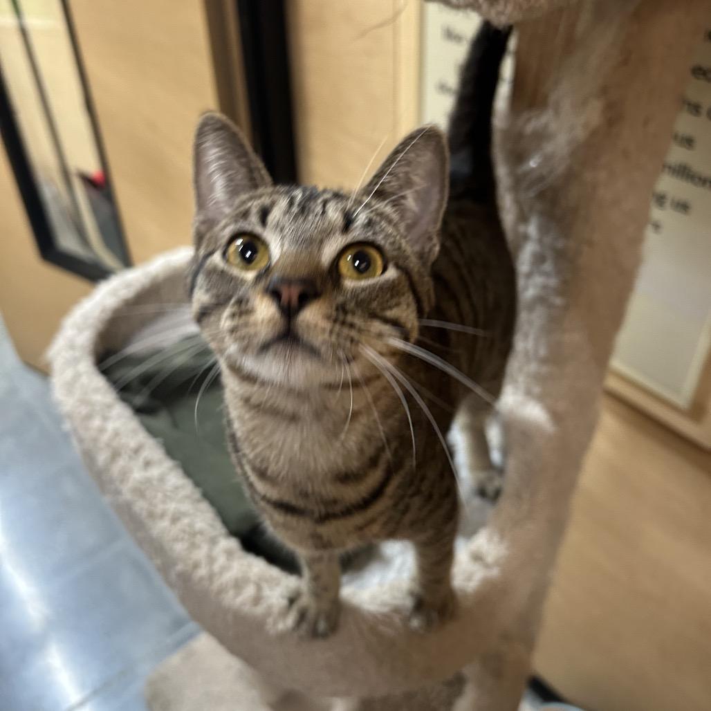 Enlarge Beebe, a Adoptable Domestic Short Hair in Hemet, CA image 2/5