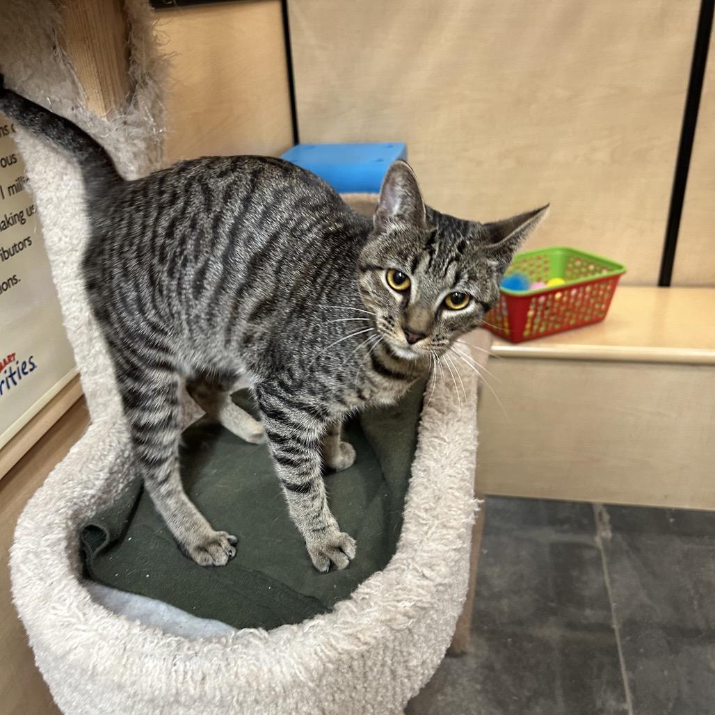 Enlarge Beebe, a Adoptable Domestic Short Hair in Hemet, CA image 3/5