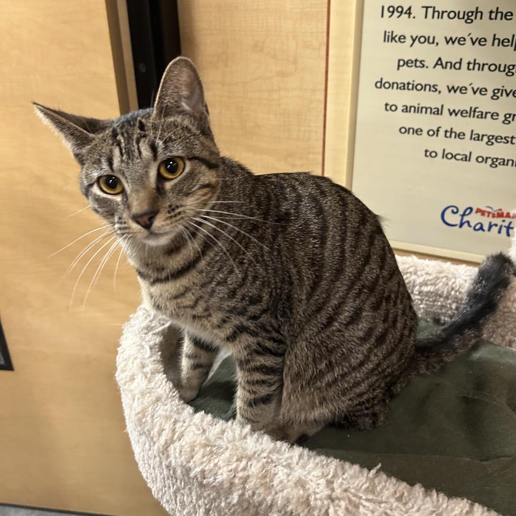 Enlarge Beebe, a Adoptable Domestic Short Hair in Hemet, CA image 4/5