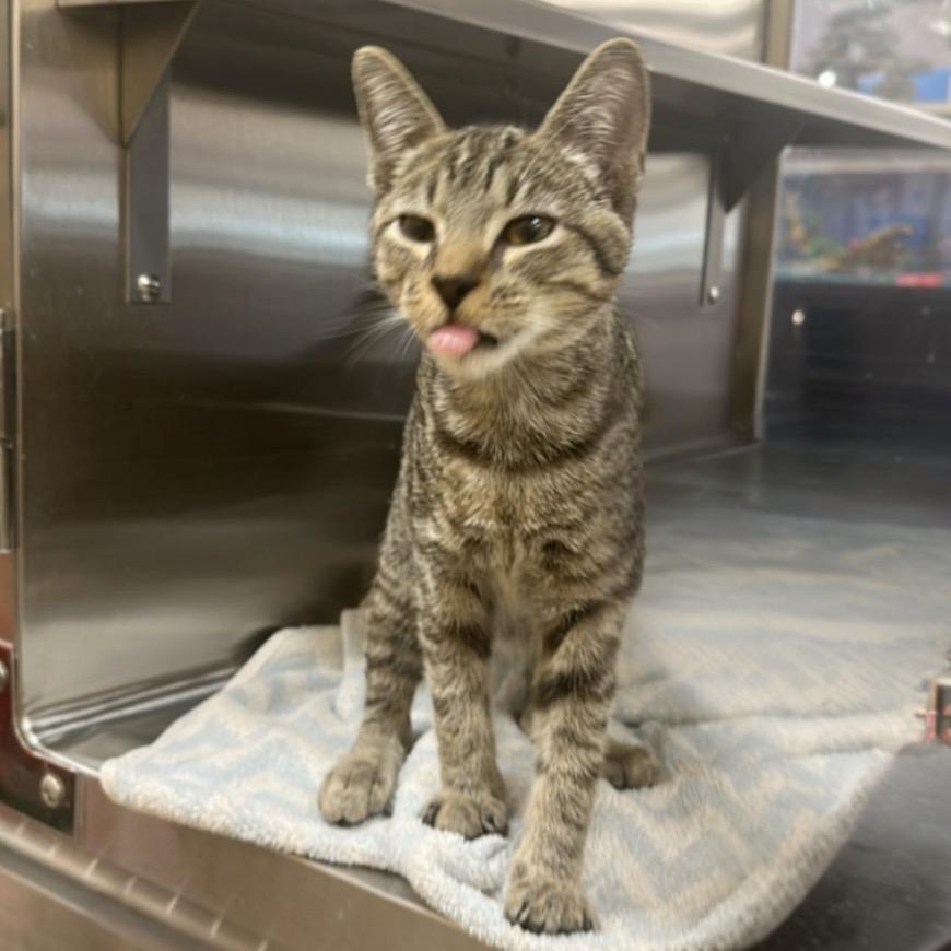 Enlarge Beebe, a Adoptable Domestic Short Hair in Hemet, CA image 5/5