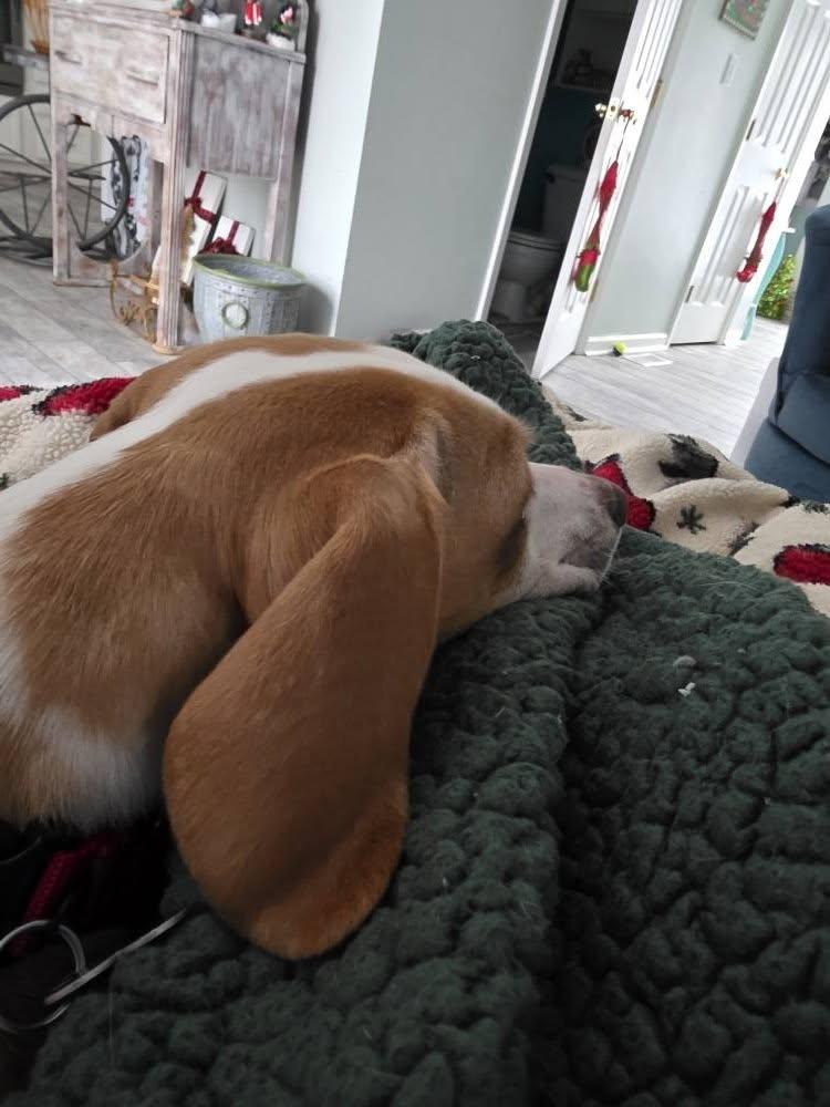 Enlarge Milli Vanilli, a ADOPTABLE mixed breed in Landenberg, PA image 3/4