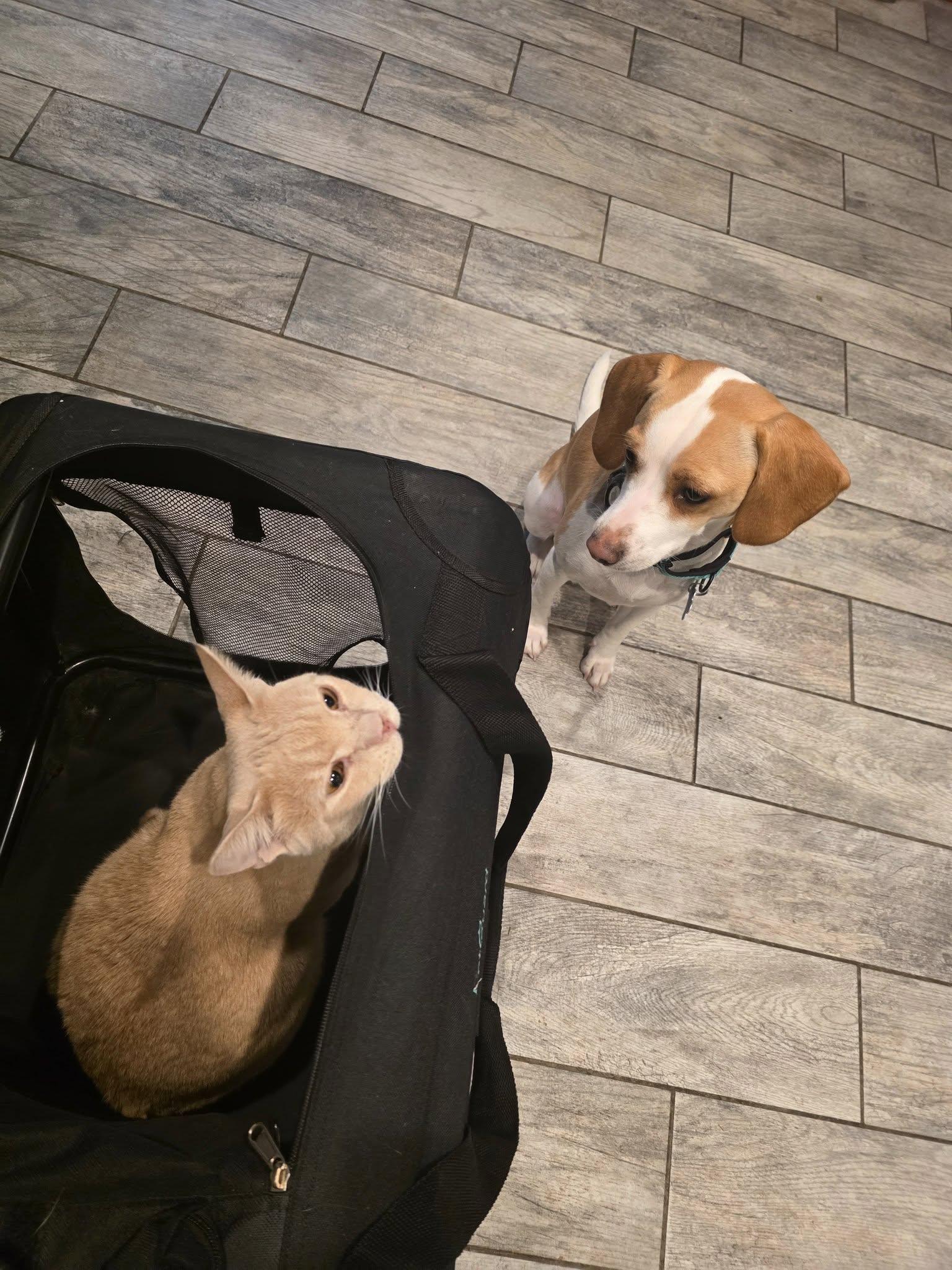 Enlarge Milli Vanilli, a ADOPTABLE mixed breed in Landenberg, PA image 4/4