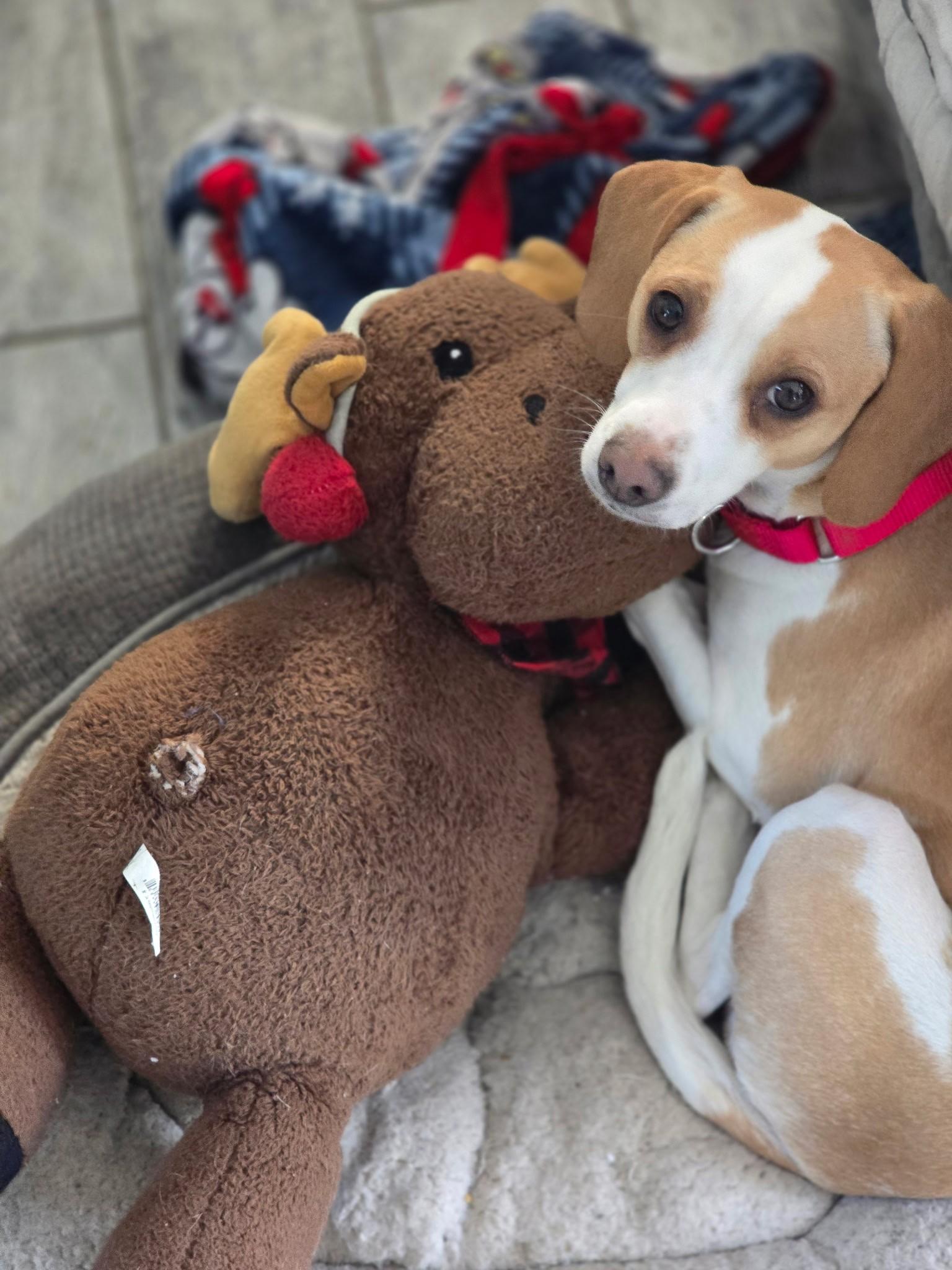 Enlarge Milli Vanilli, a ADOPTABLE mixed breed in Landenberg, PA image 2/4