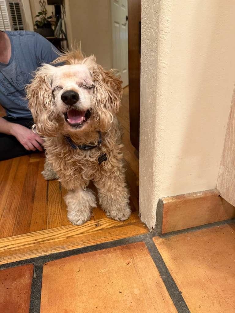 Enlarge Penelope, a Adoptable mixed breed in Sherman Oaks, CA image 2/3