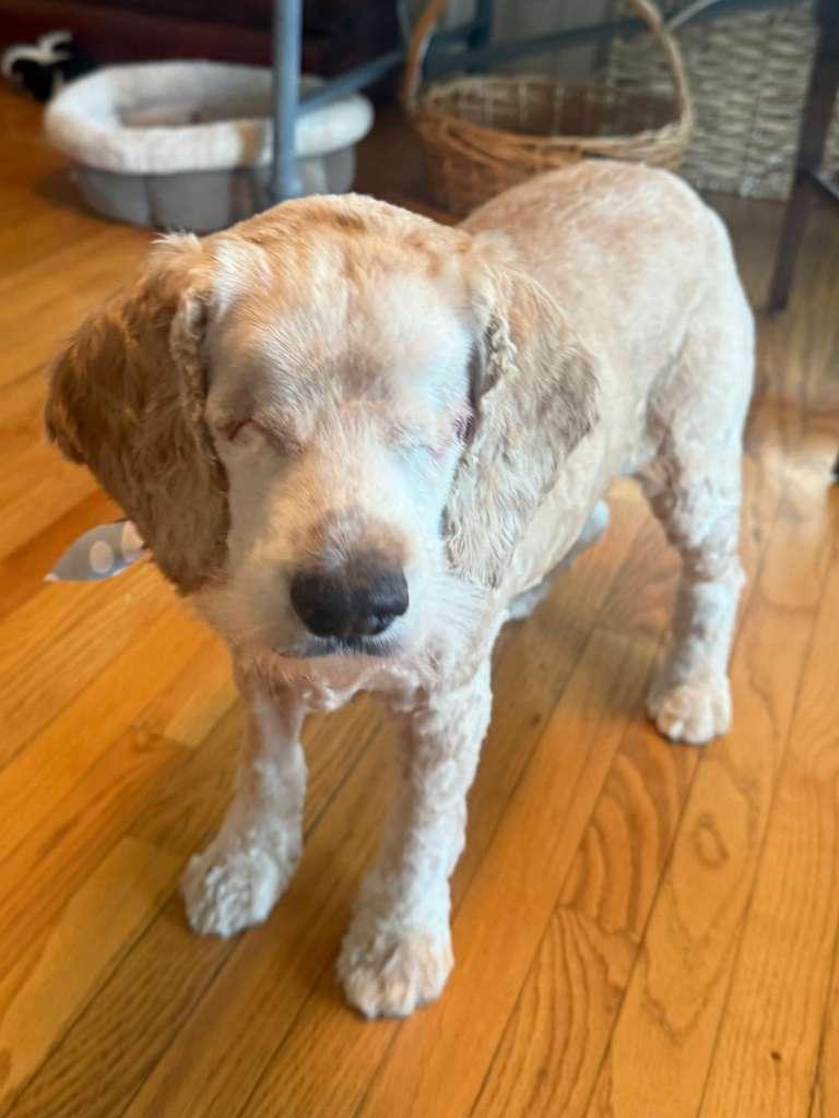 Enlarge Penelope, a Adoptable mixed breed in Sherman Oaks, CA image 1/3