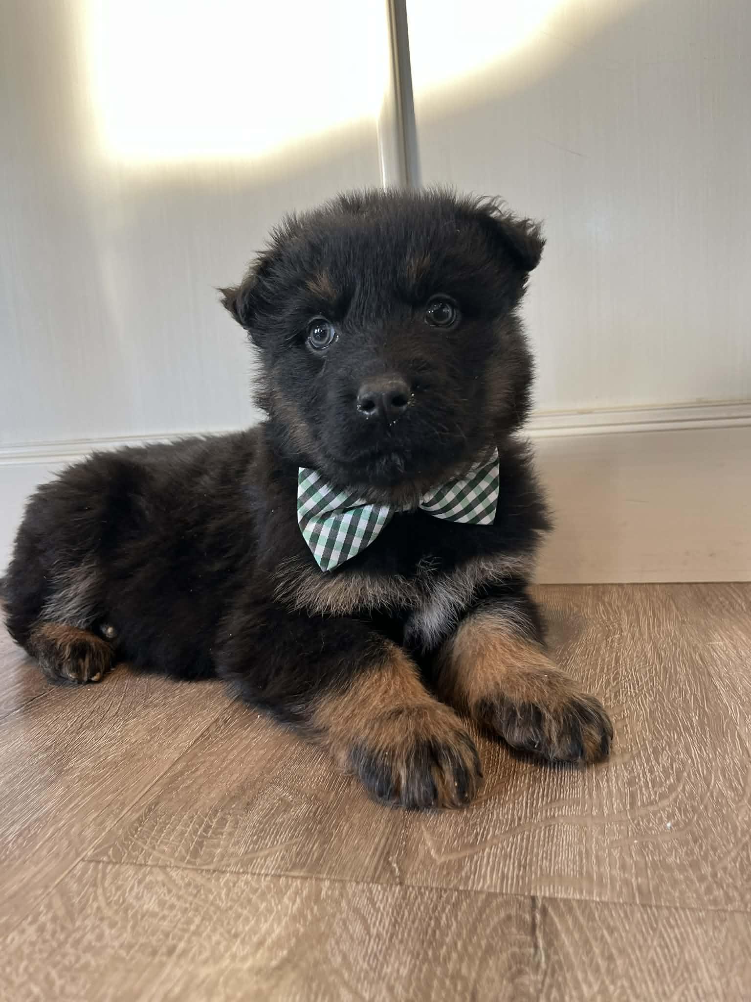 Enlarge Durango, a Adoptable mixed breed in Saskatoon, SK image 3/5