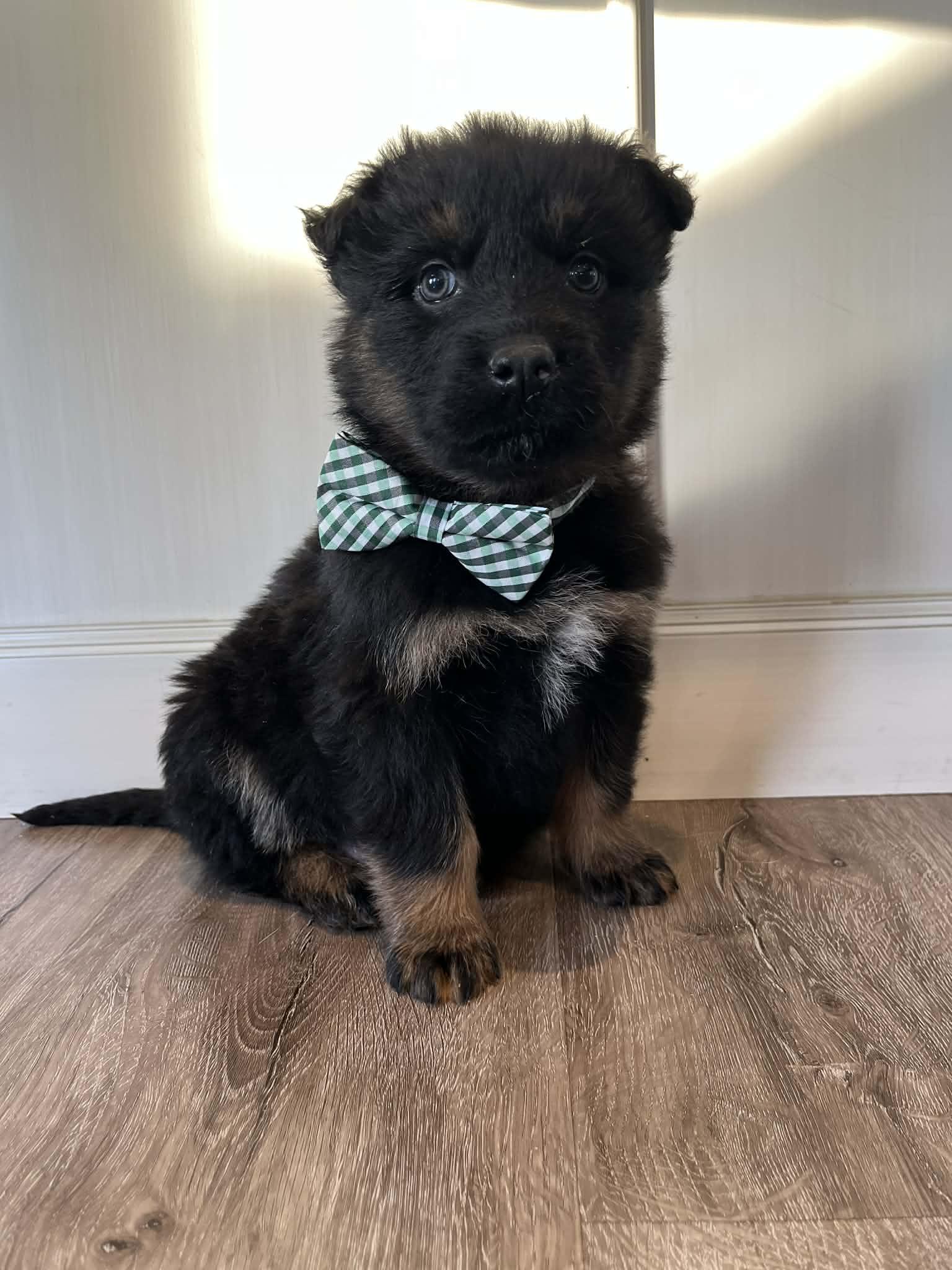 Enlarge Durango, a Adoptable mixed breed in Saskatoon, SK image 2/5