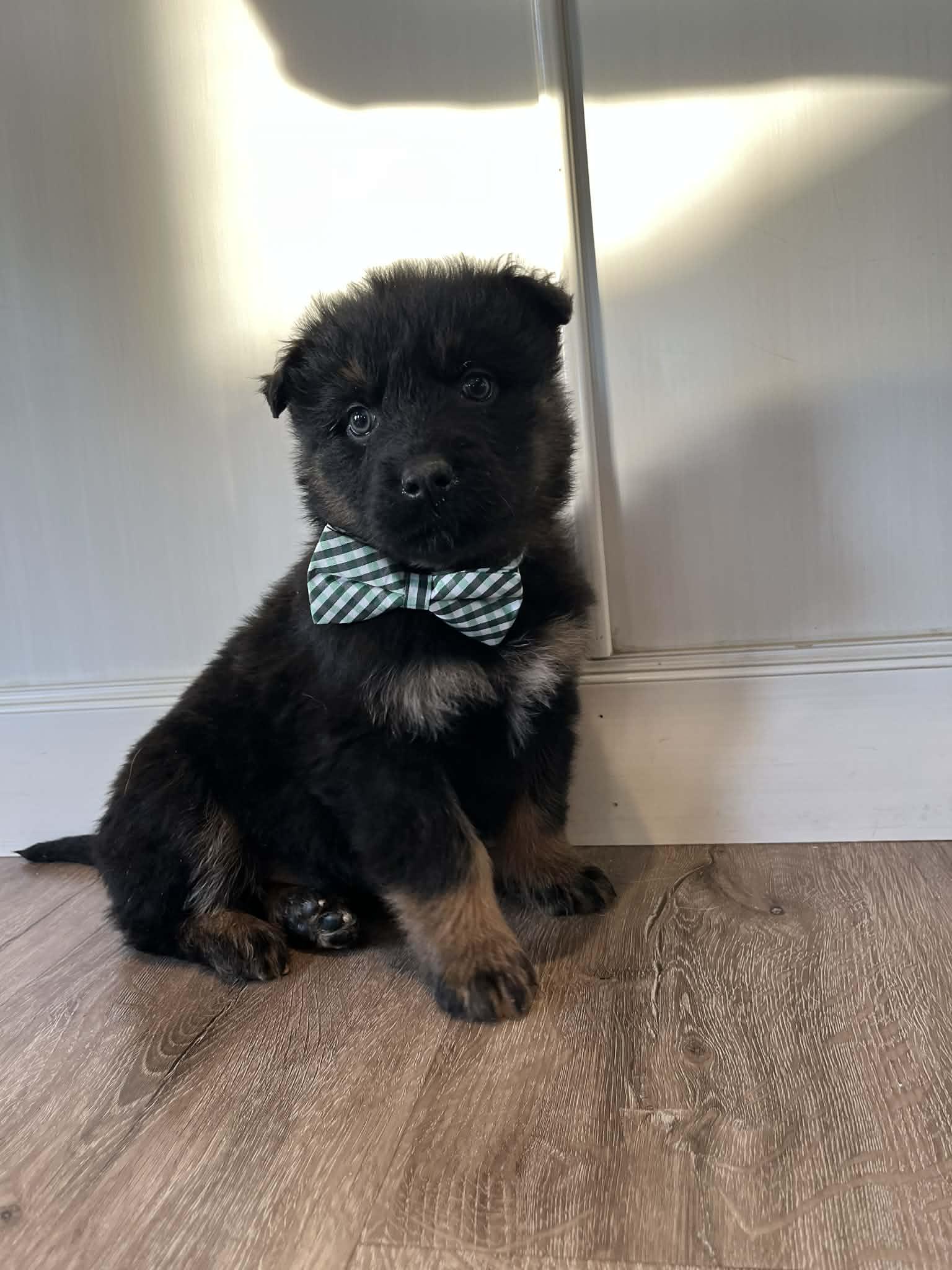 Enlarge Durango, a Adoptable mixed breed in Saskatoon, SK image 5/5