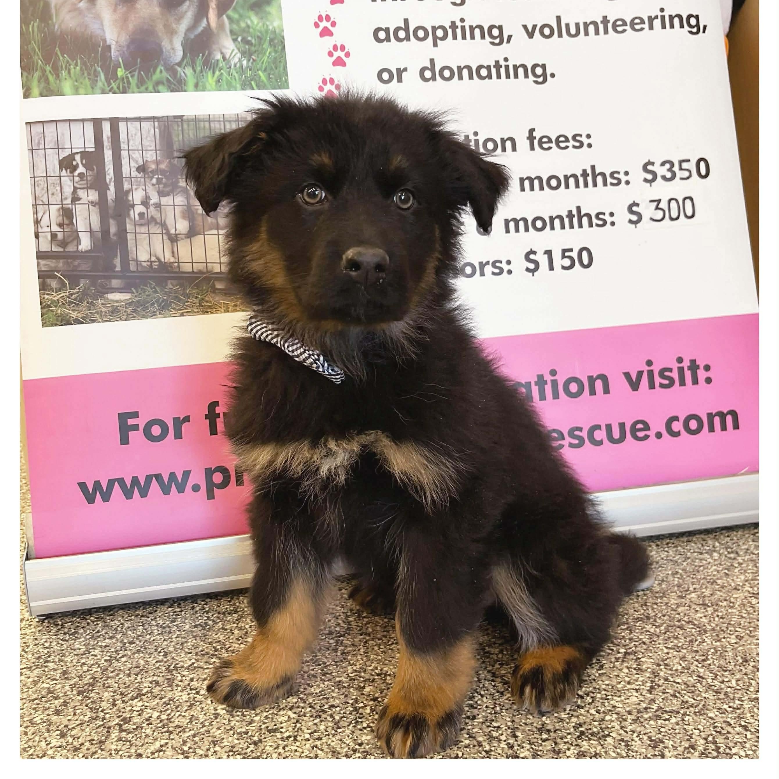 Durango, Adoptable, Puppy Male Mixed Breed.