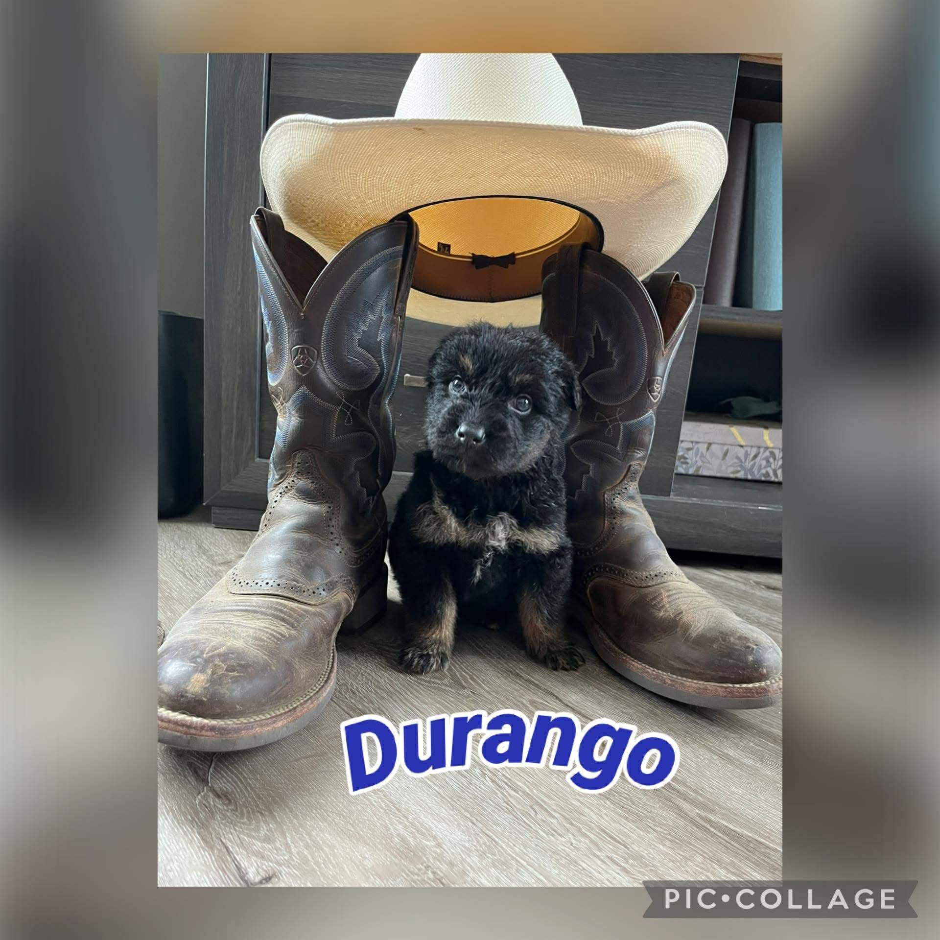 Enlarge Durango, a Adoptable mixed breed in Saskatoon, SK image 4/5