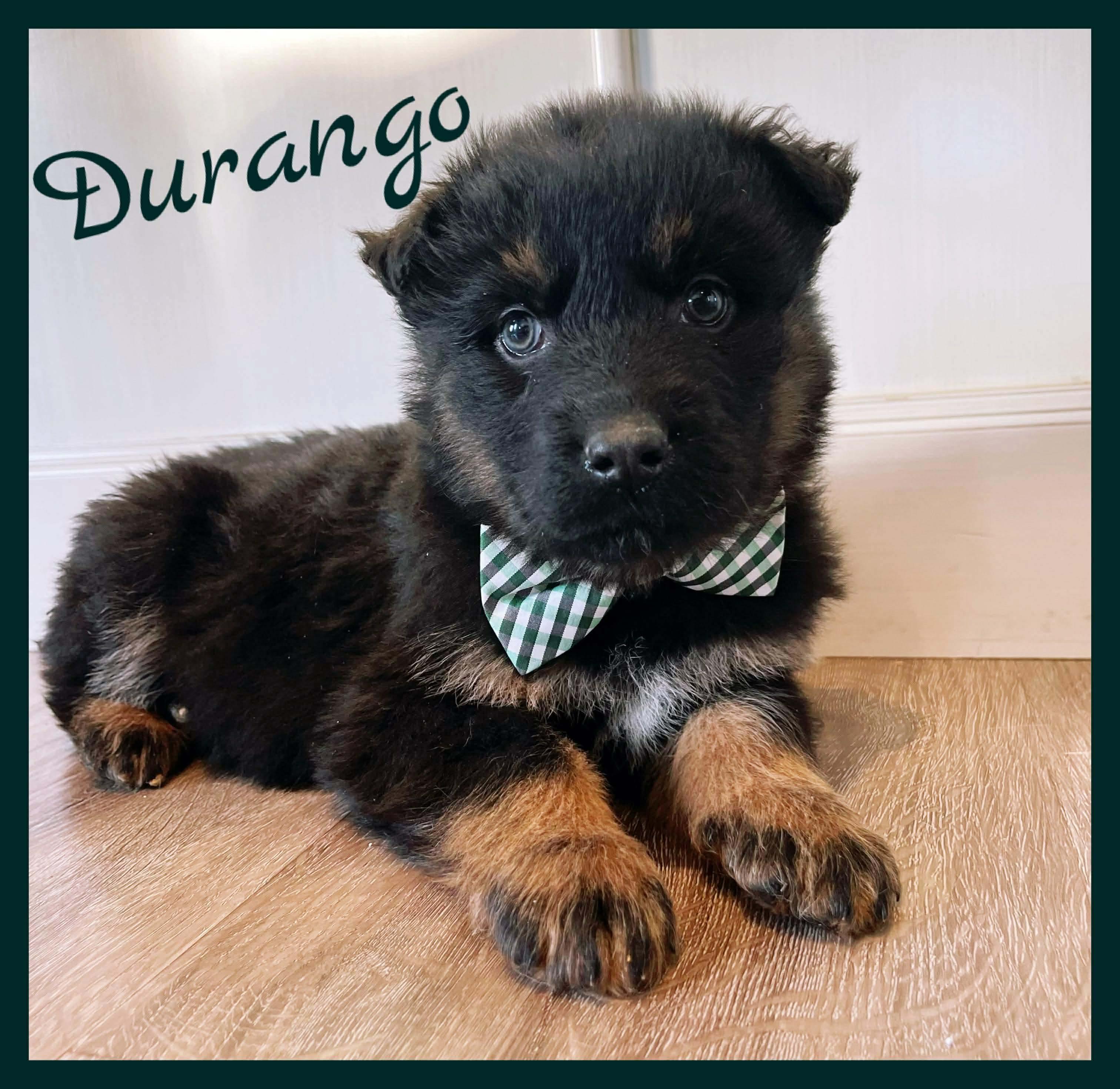 Durango, Adoptable, Puppy Male Mixed Breed.