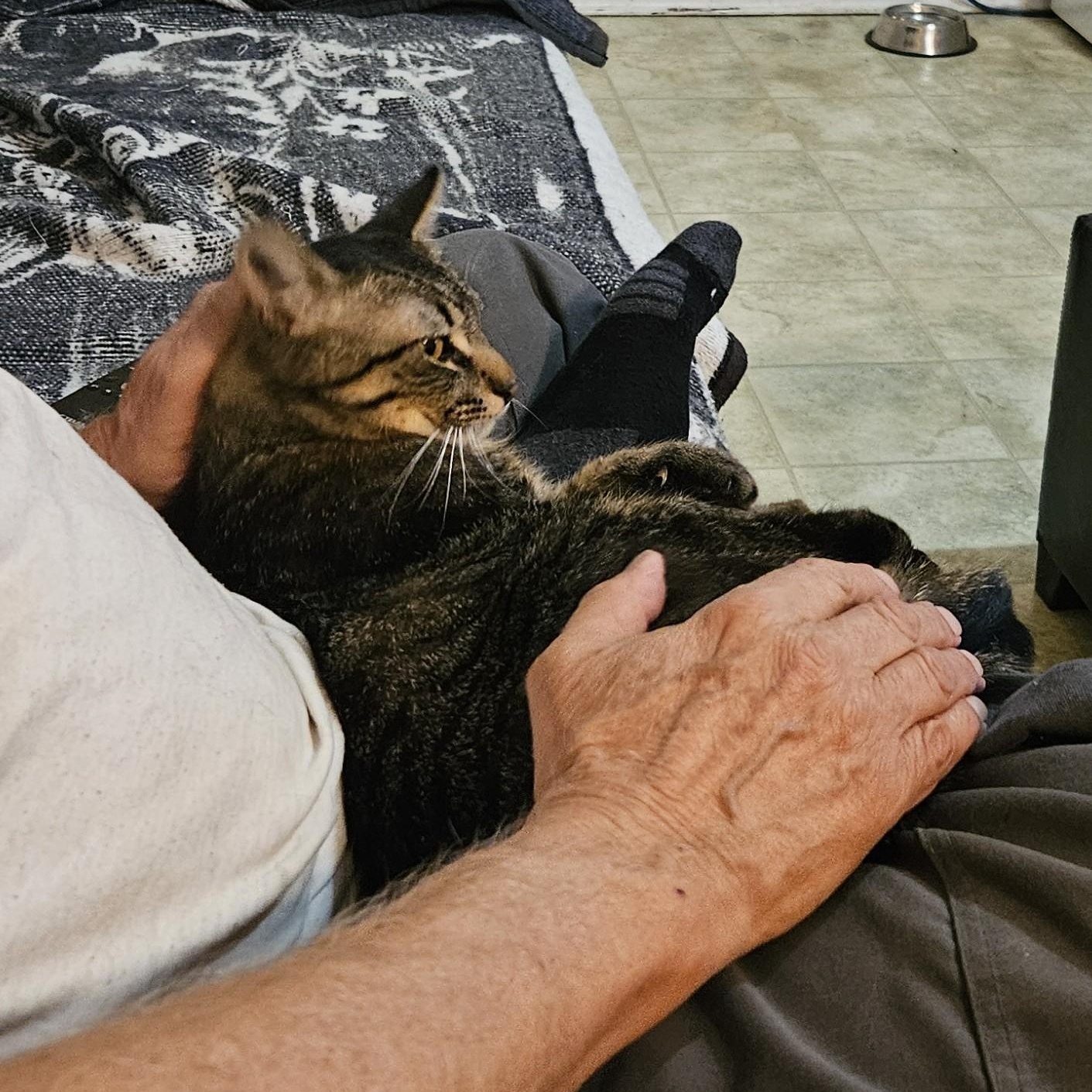 MILES, an adoptable Domestic Short Hair in Campbell River, BC, V9W 5A7 | Photo Image 2