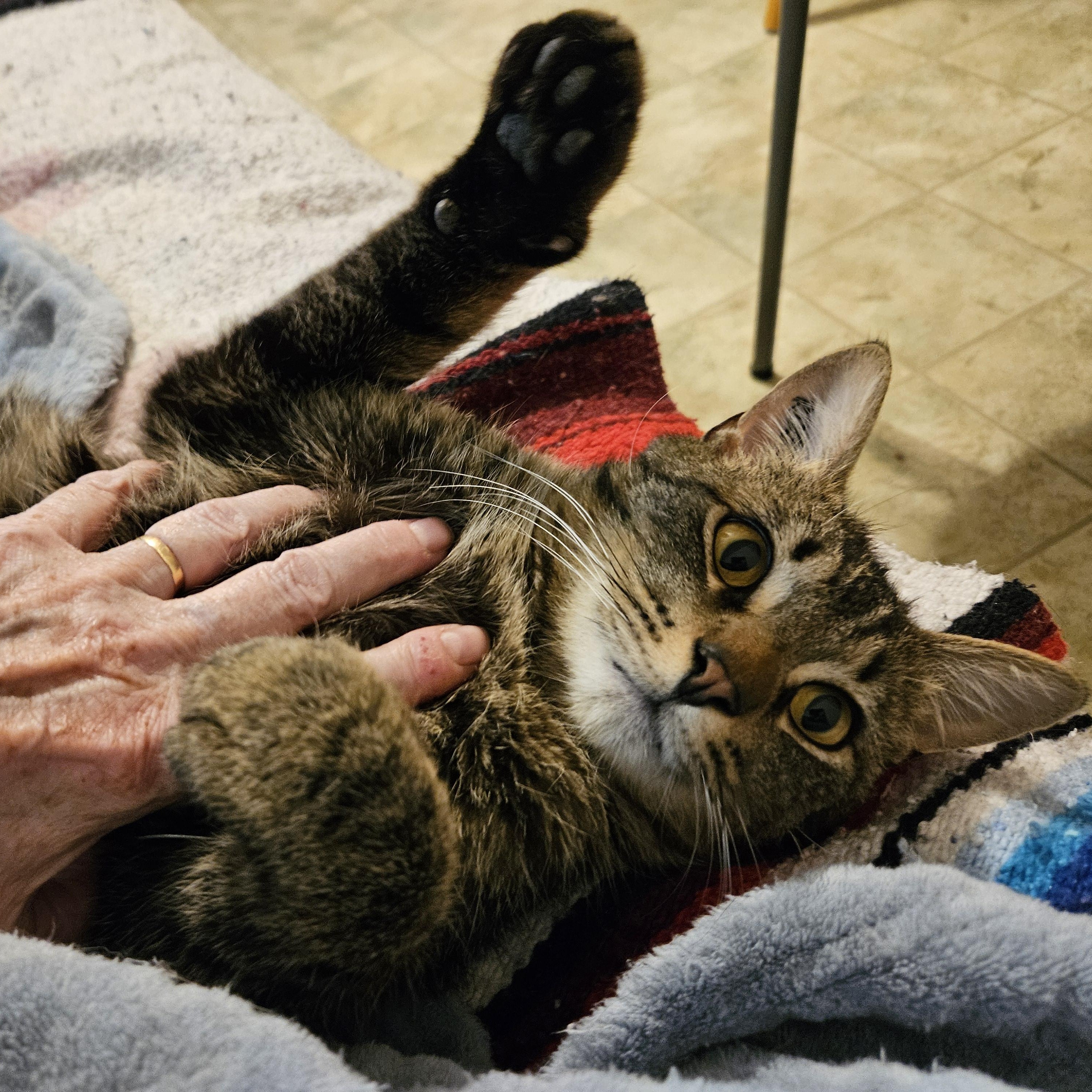 MILES, an adoptable Domestic Short Hair in Campbell River, BC, V9W 5A7 | Photo Image 3