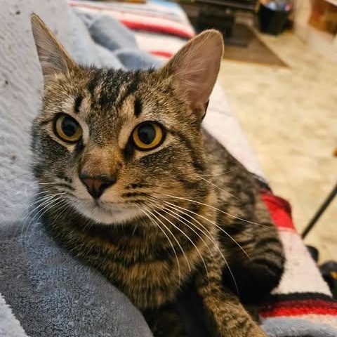 MILES, an adoptable Domestic Short Hair in Campbell River, BC, V9W 5A7 | Photo Image 5