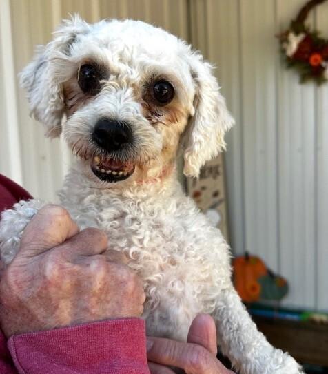 Enlarge Bismarck, a Adoptable Bichon Frise in Washington, DC image 1/2
