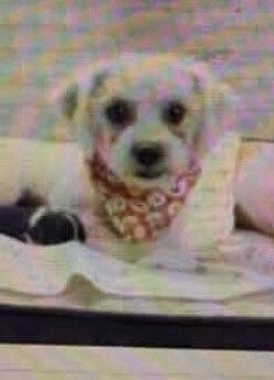 Enlarge Bismarck, a Adoptable Bichon Frise in Washington, DC image 2/2